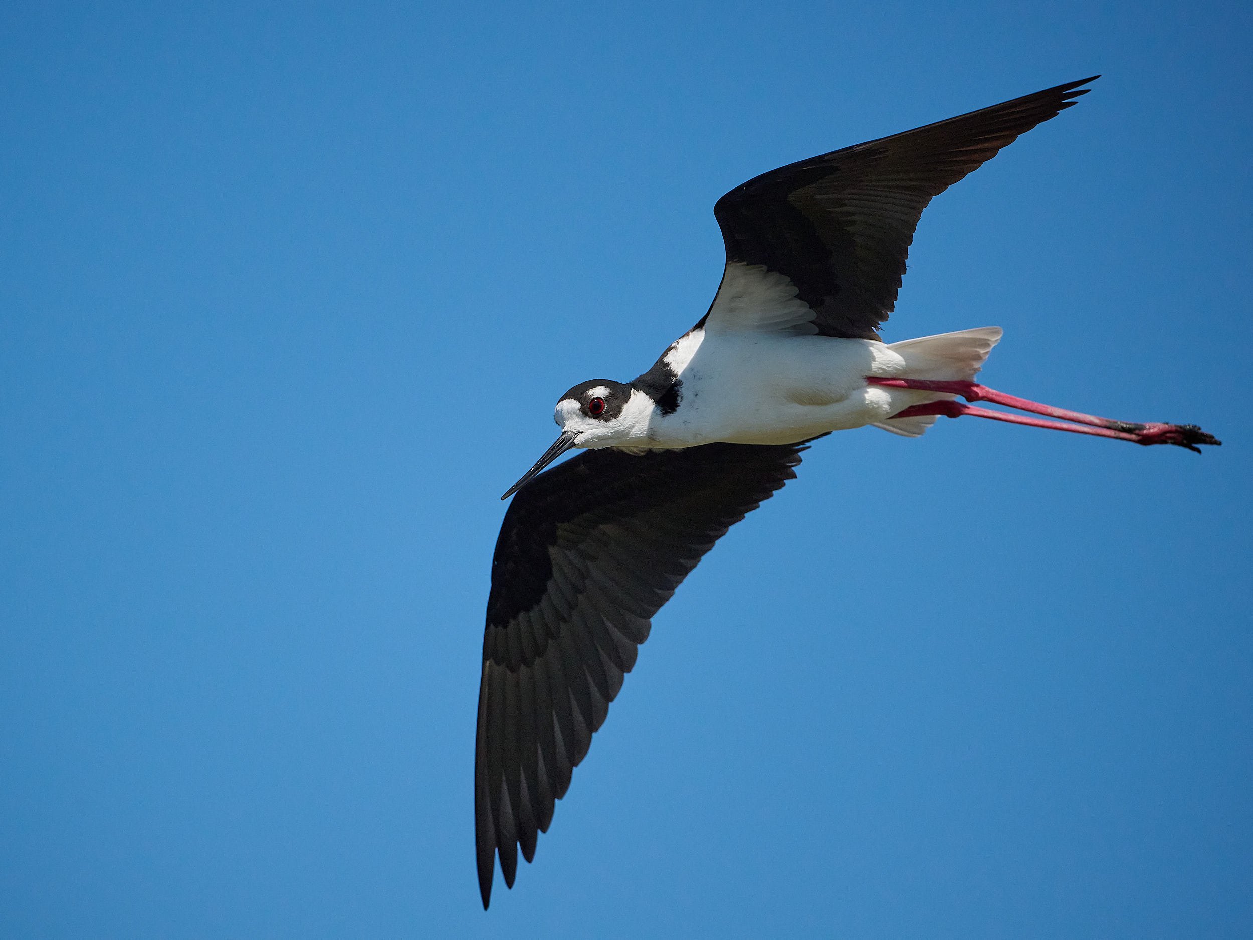 Black-necked Stilt