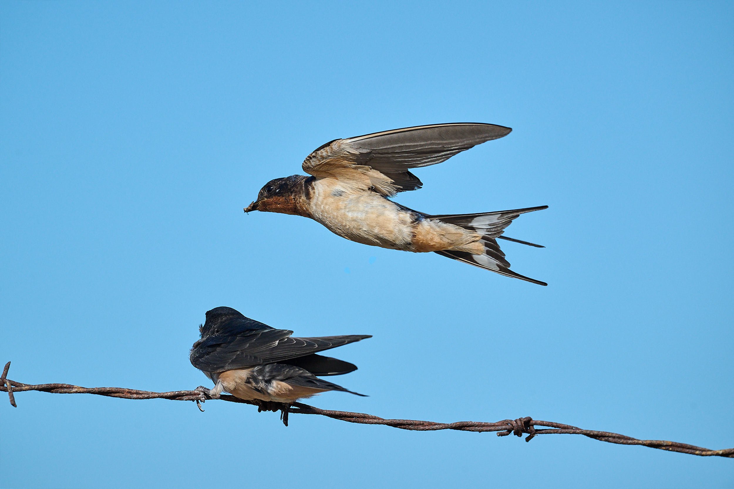 Barn Swallow