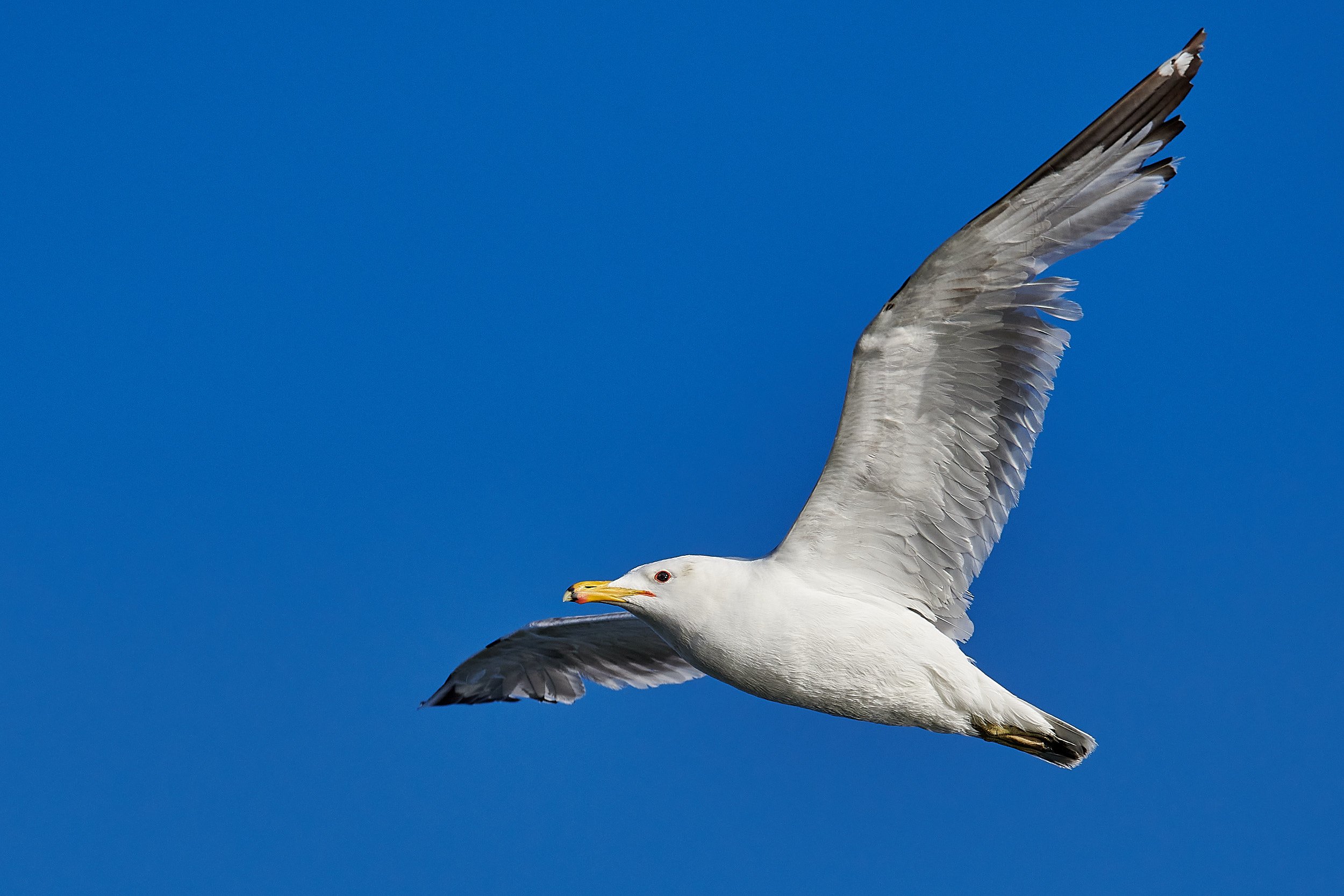 California Gull