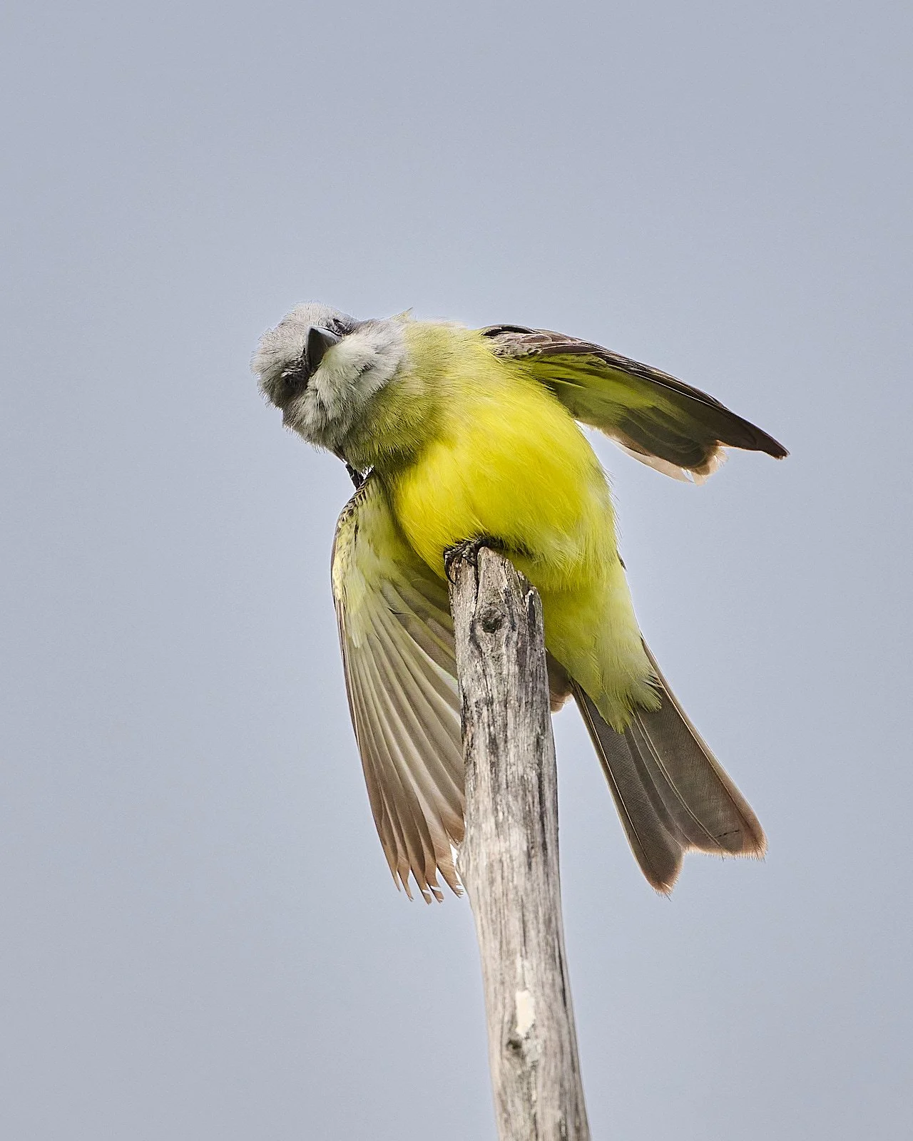 Tropical Kingbird