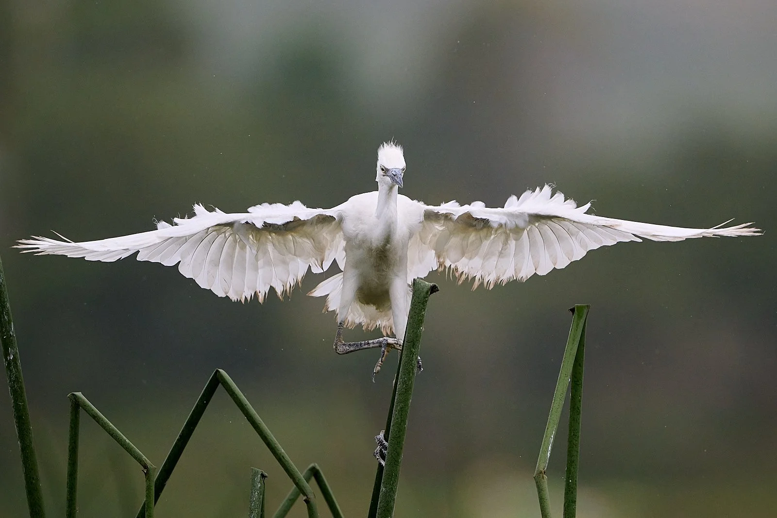Cattle Egret fledgling