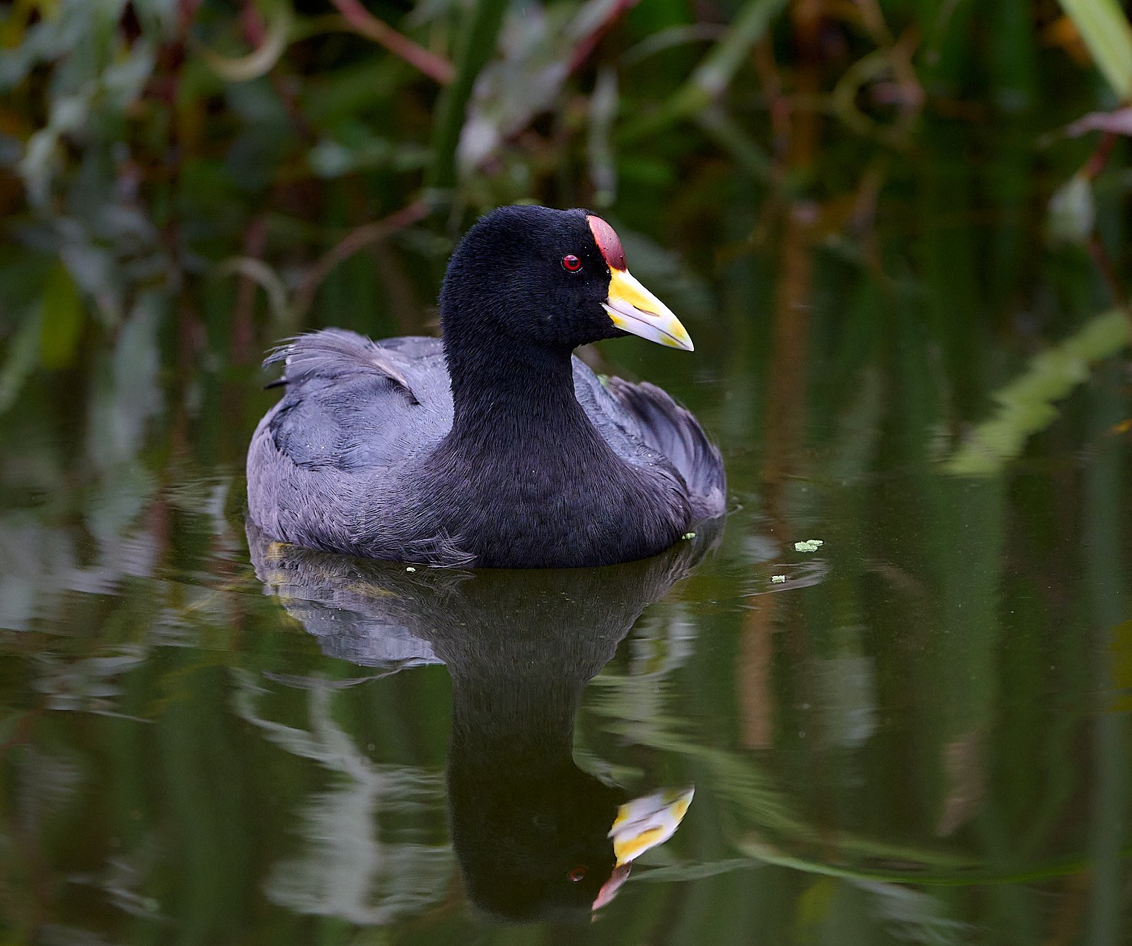 Slate-colored Coot
