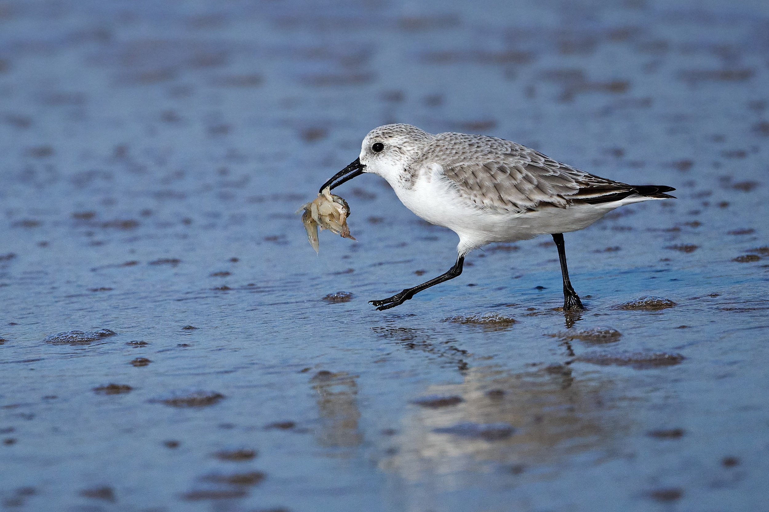 Sanderling
