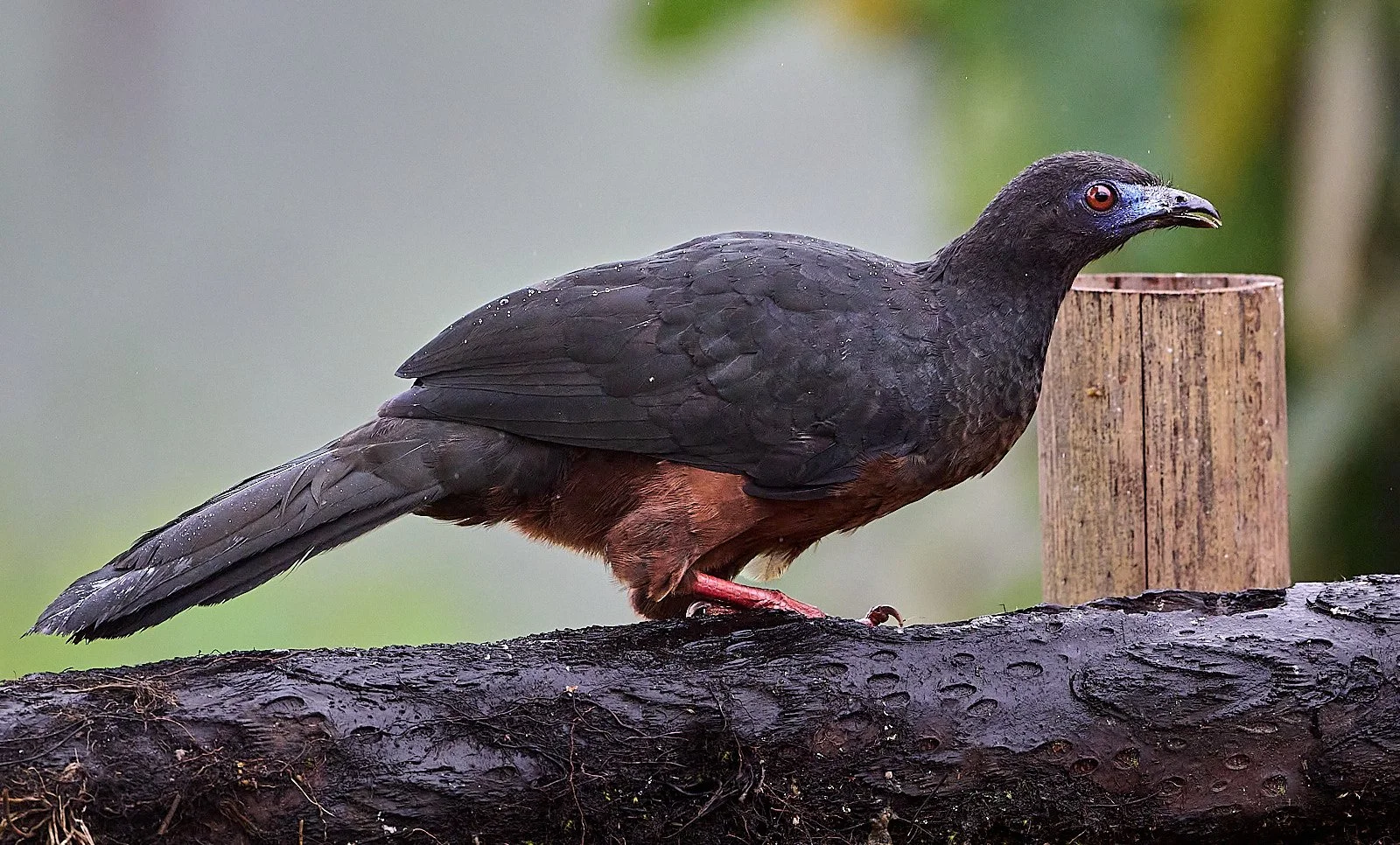 Sickle-winged Guan