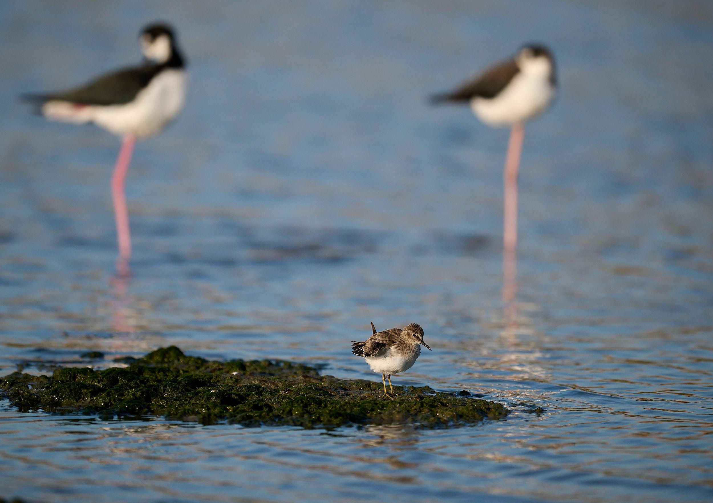 Western Sandpiper