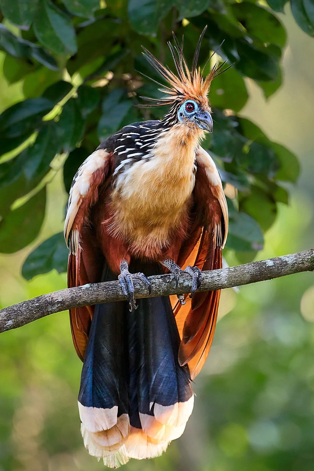 Hoatzin
