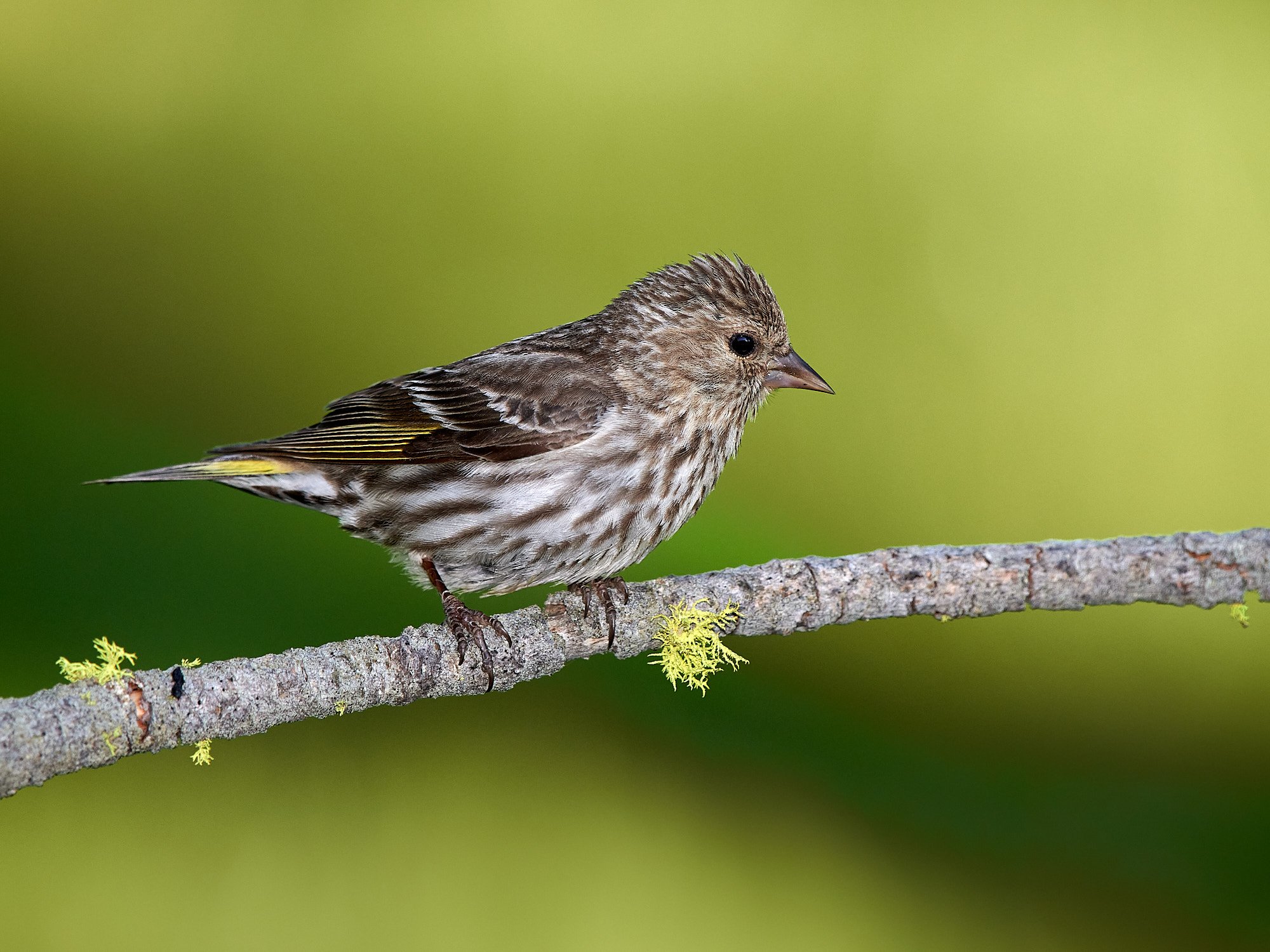 Pine Siskin