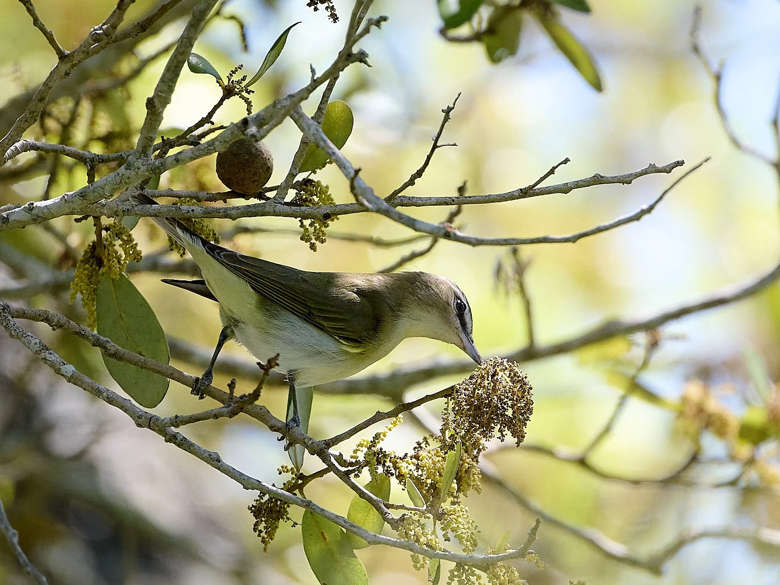 Red-eyed Vireo