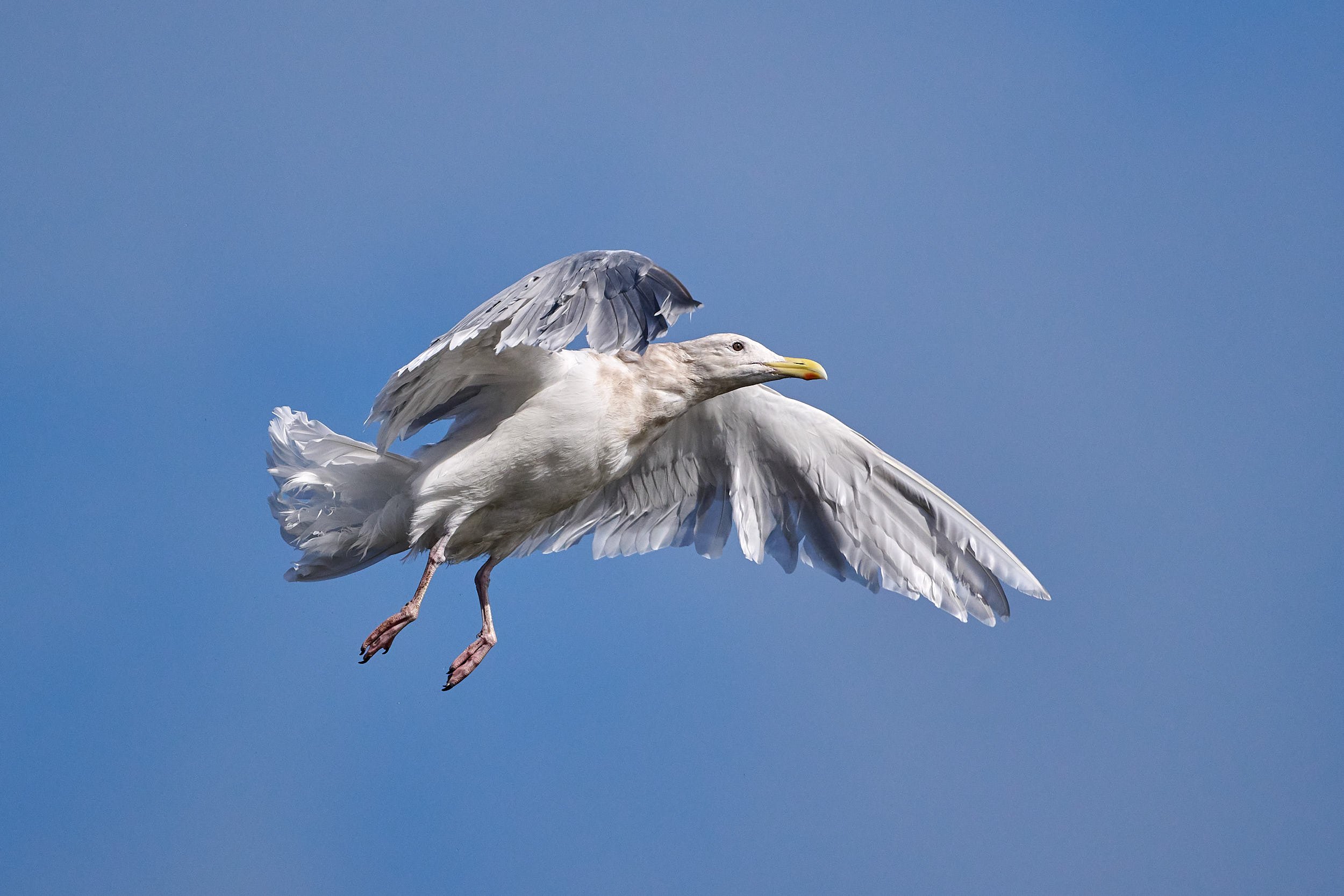 Glaucous Gull