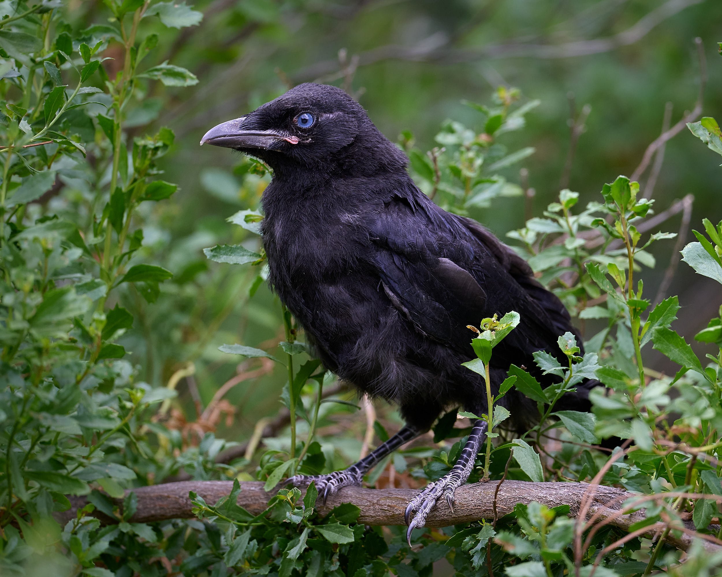 American Crow