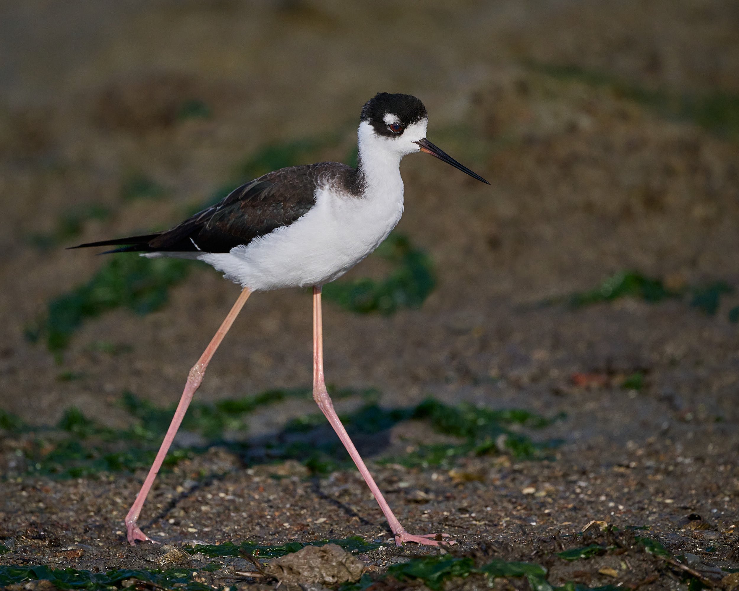 Black-necked Stilt