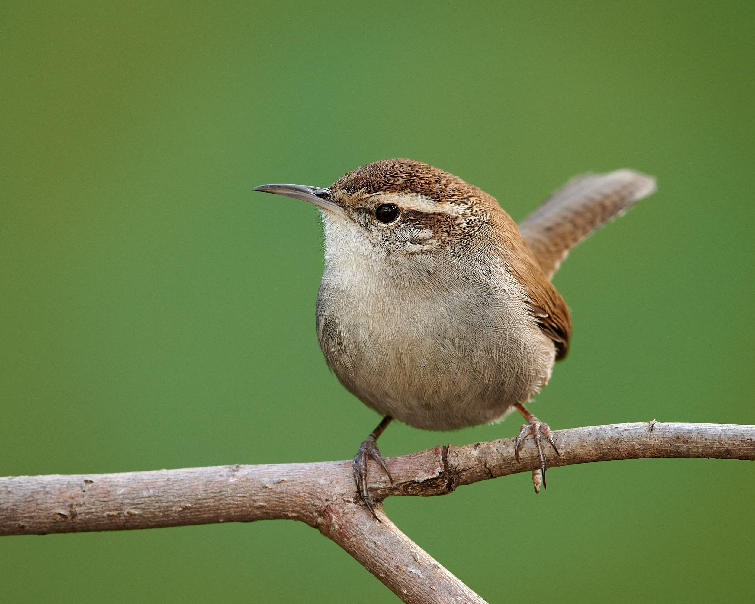 Bewick's Wren