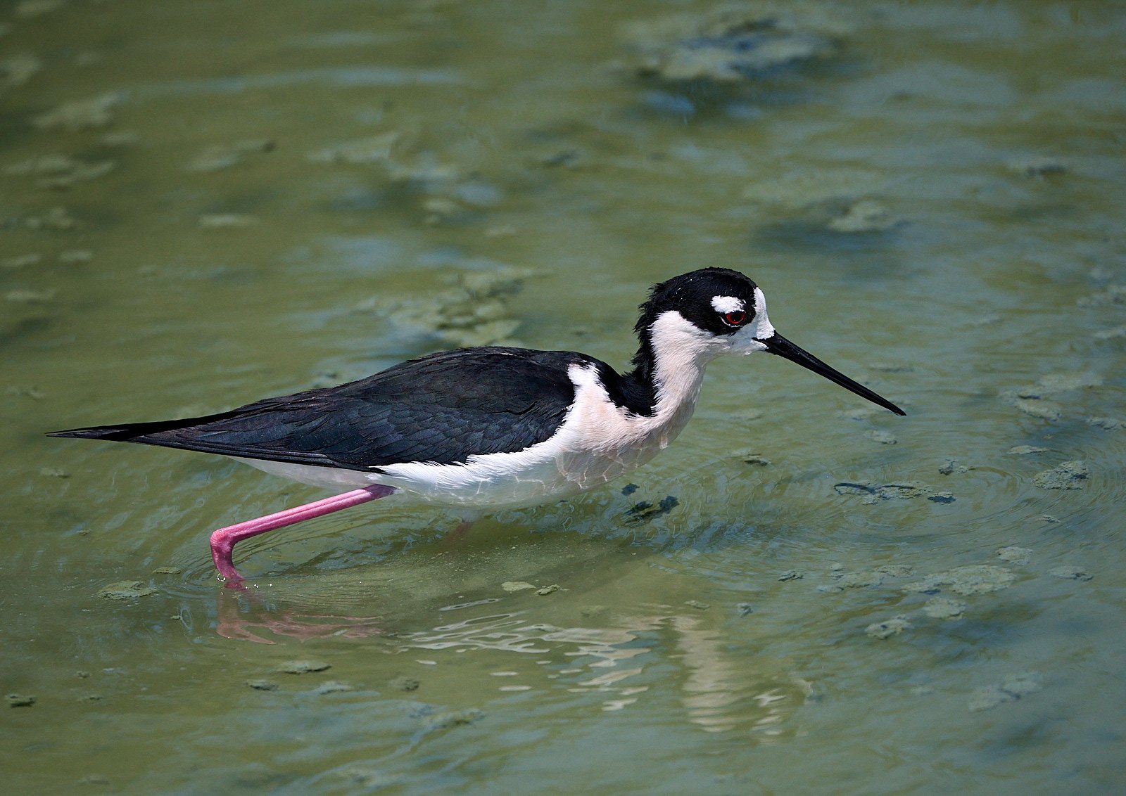 Black-necked Stilt