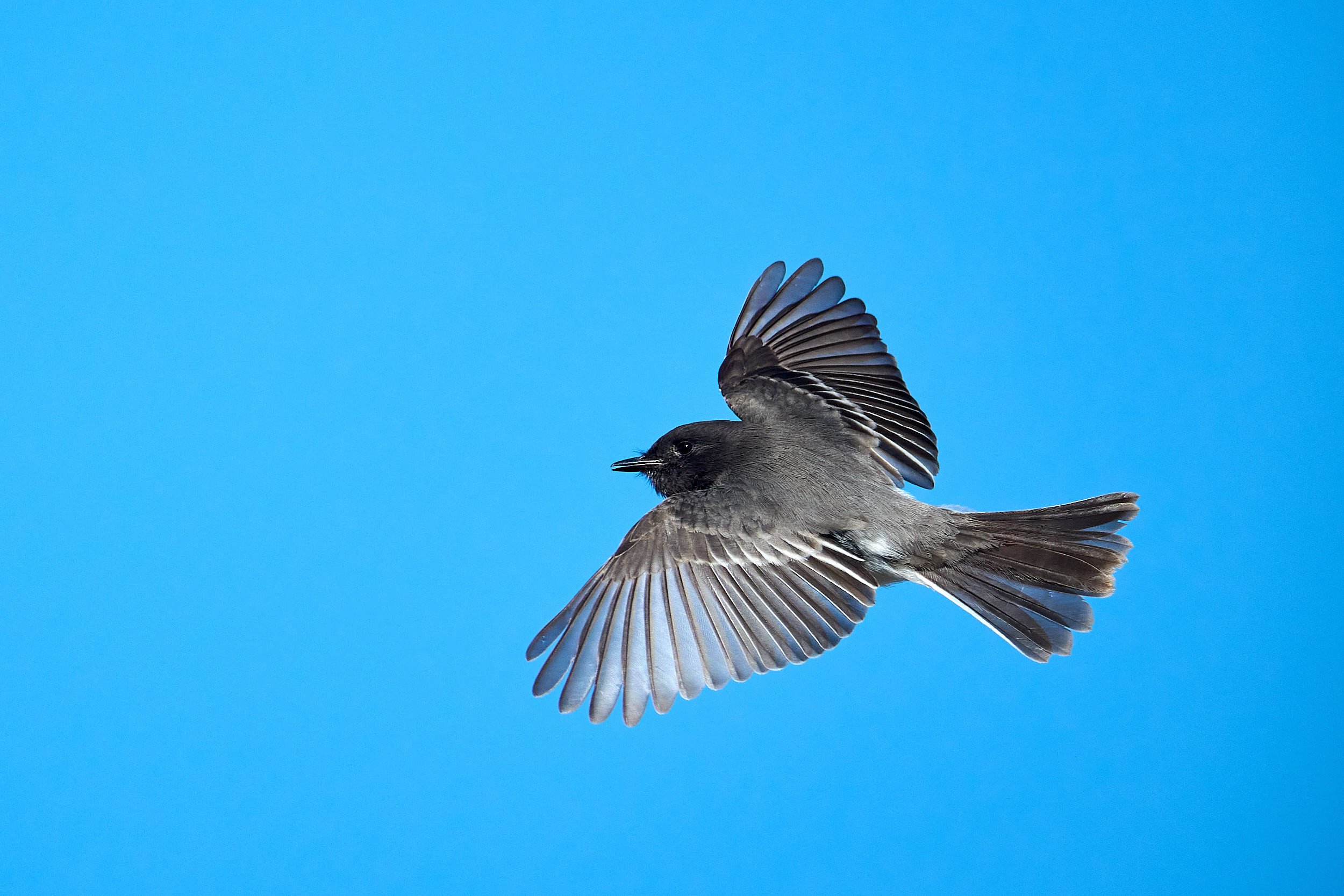 Black Phoebe