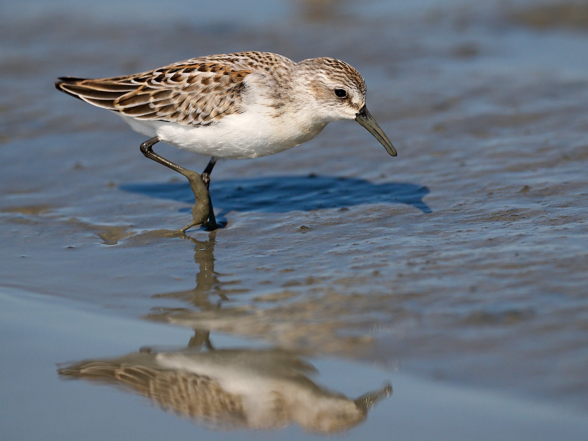 Western Sandpiper
