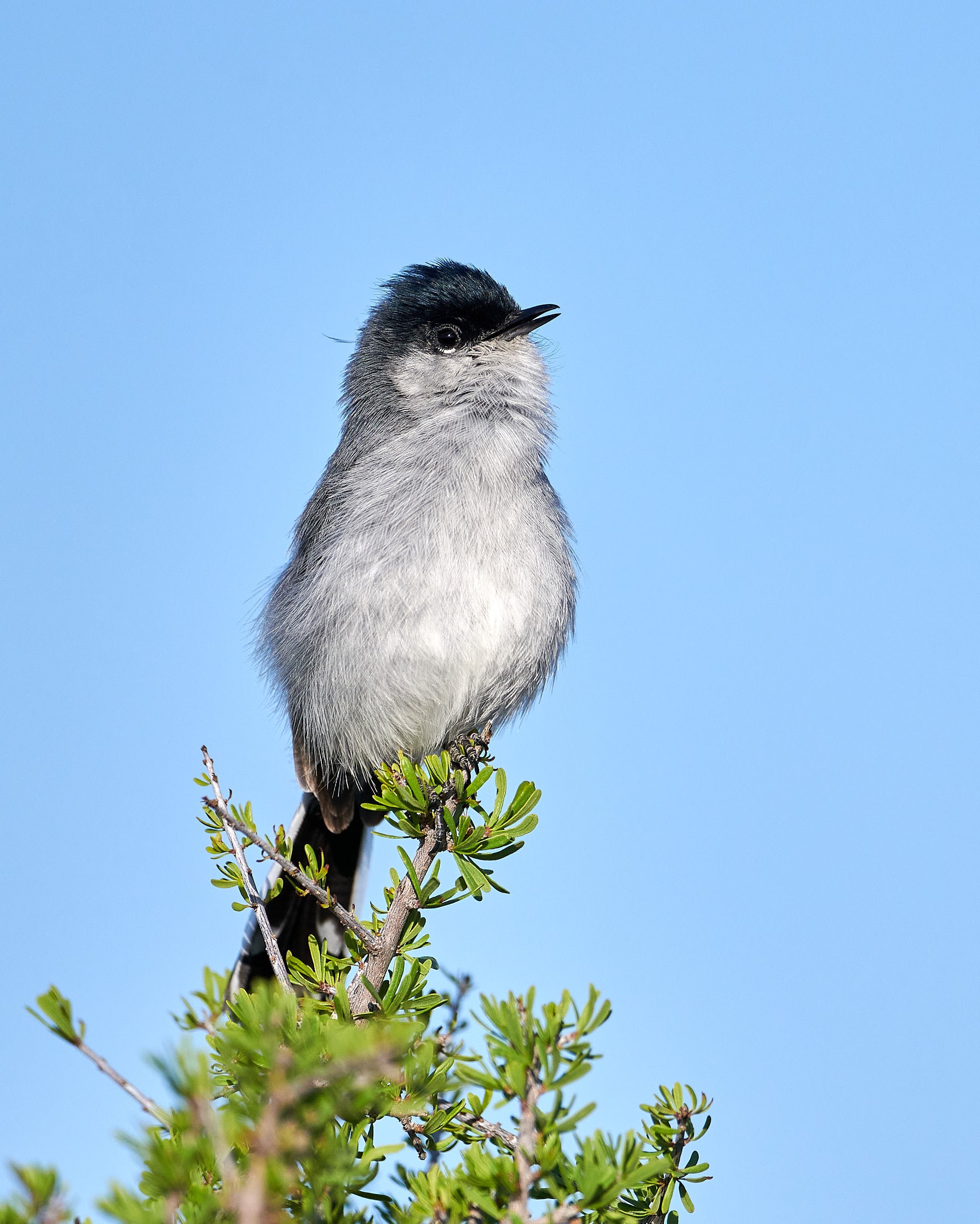 Black-tailed Gnatcatcher