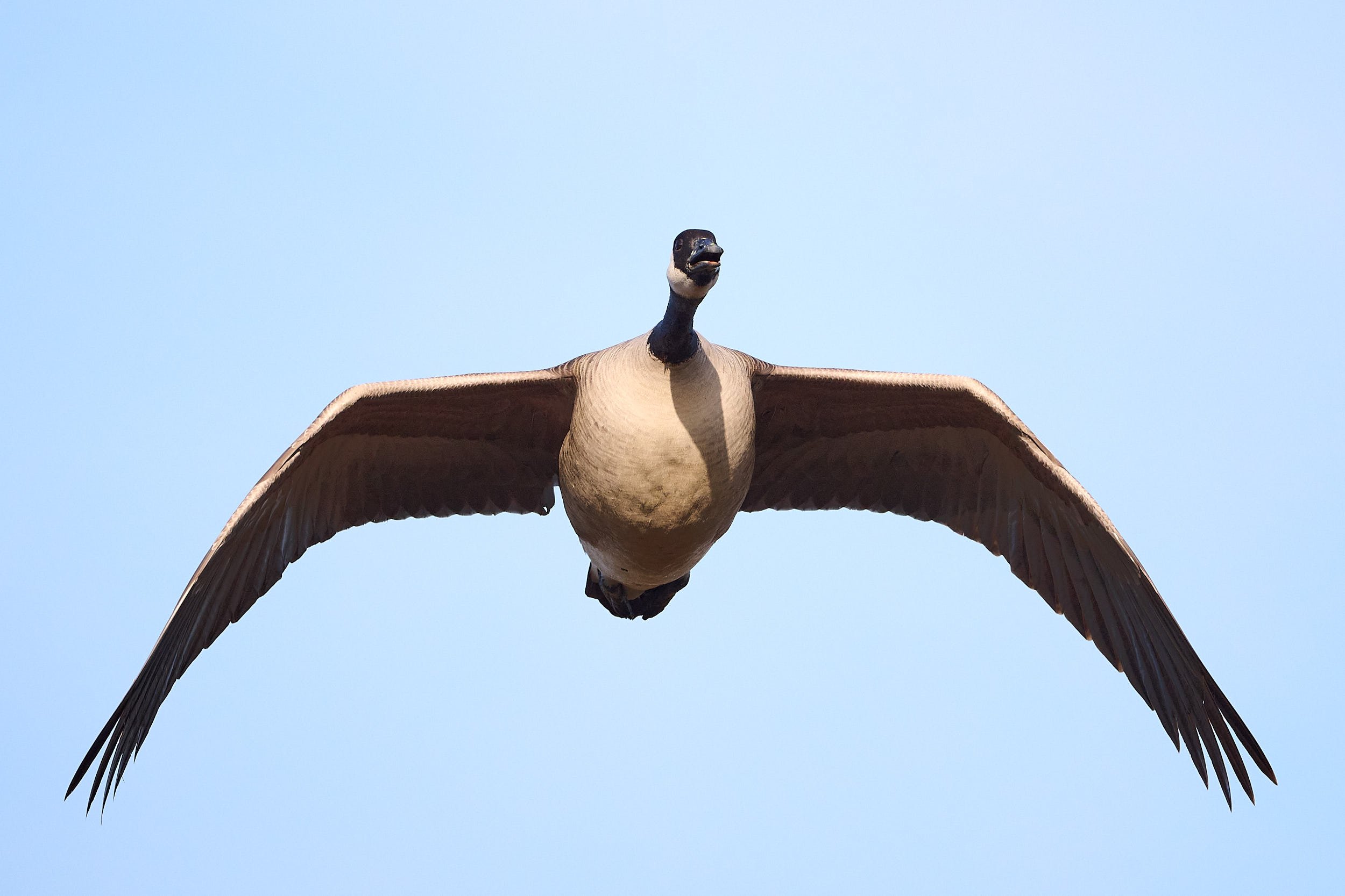 Canada Goose