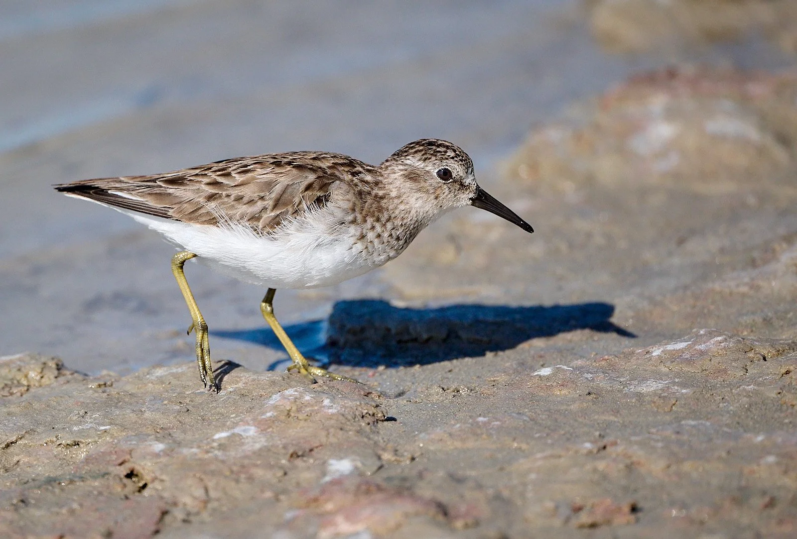 Least Sandpiper