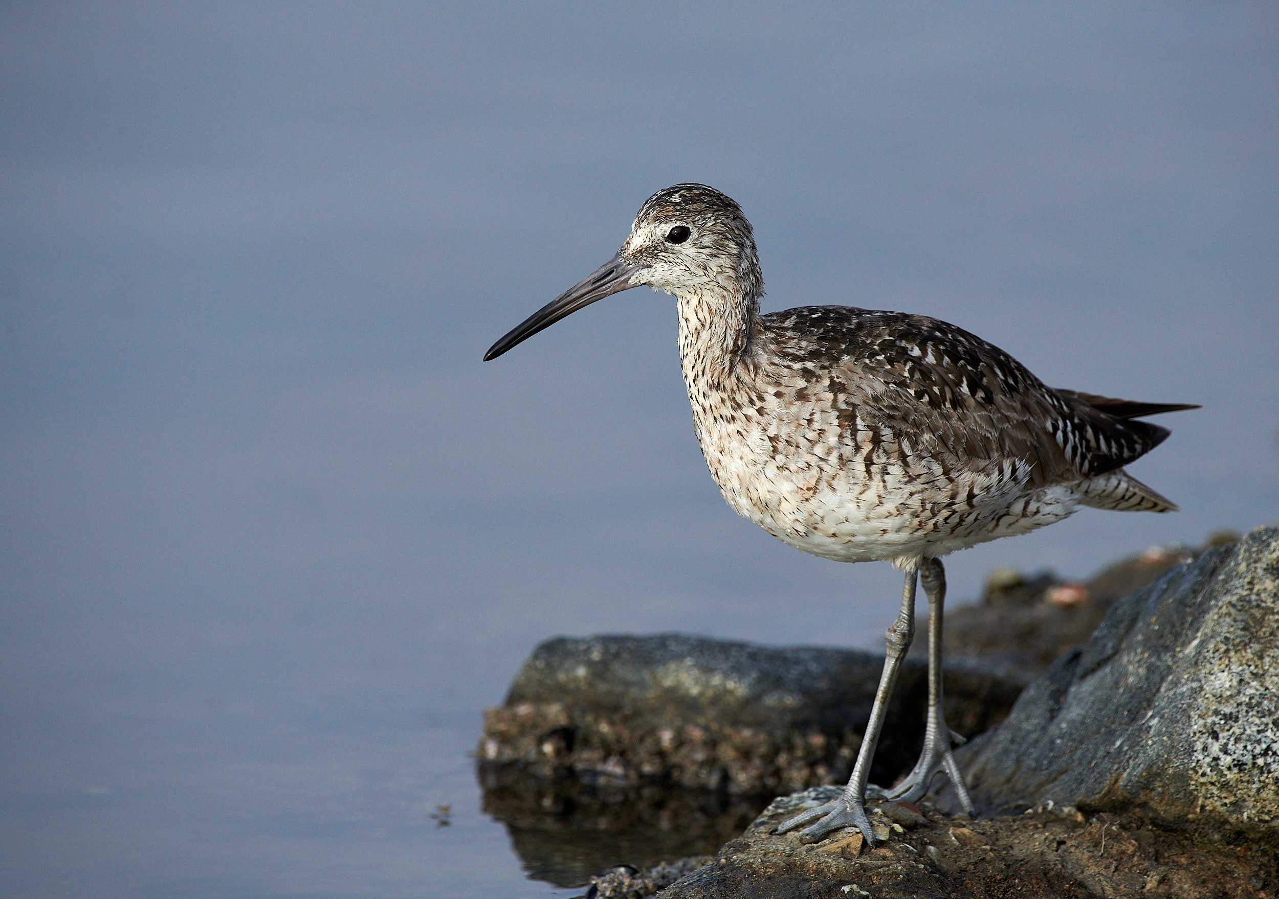 Willet