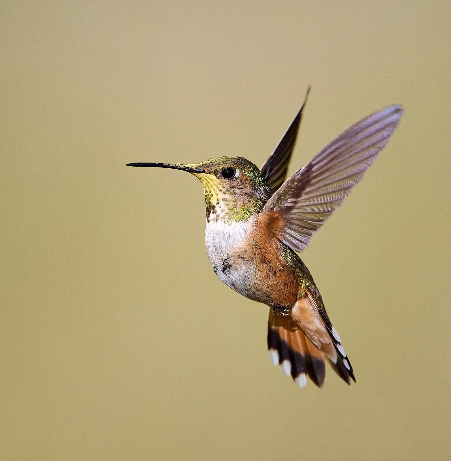 Rufous Hummingbird