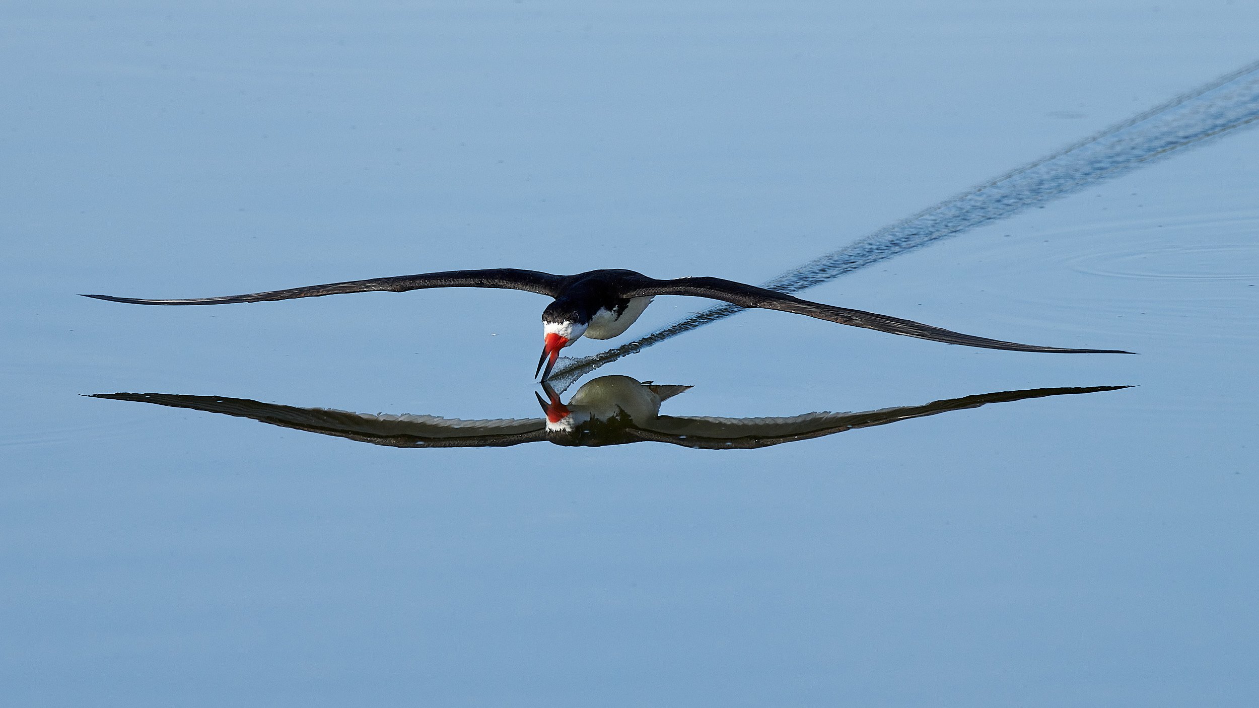 Black Skimmer