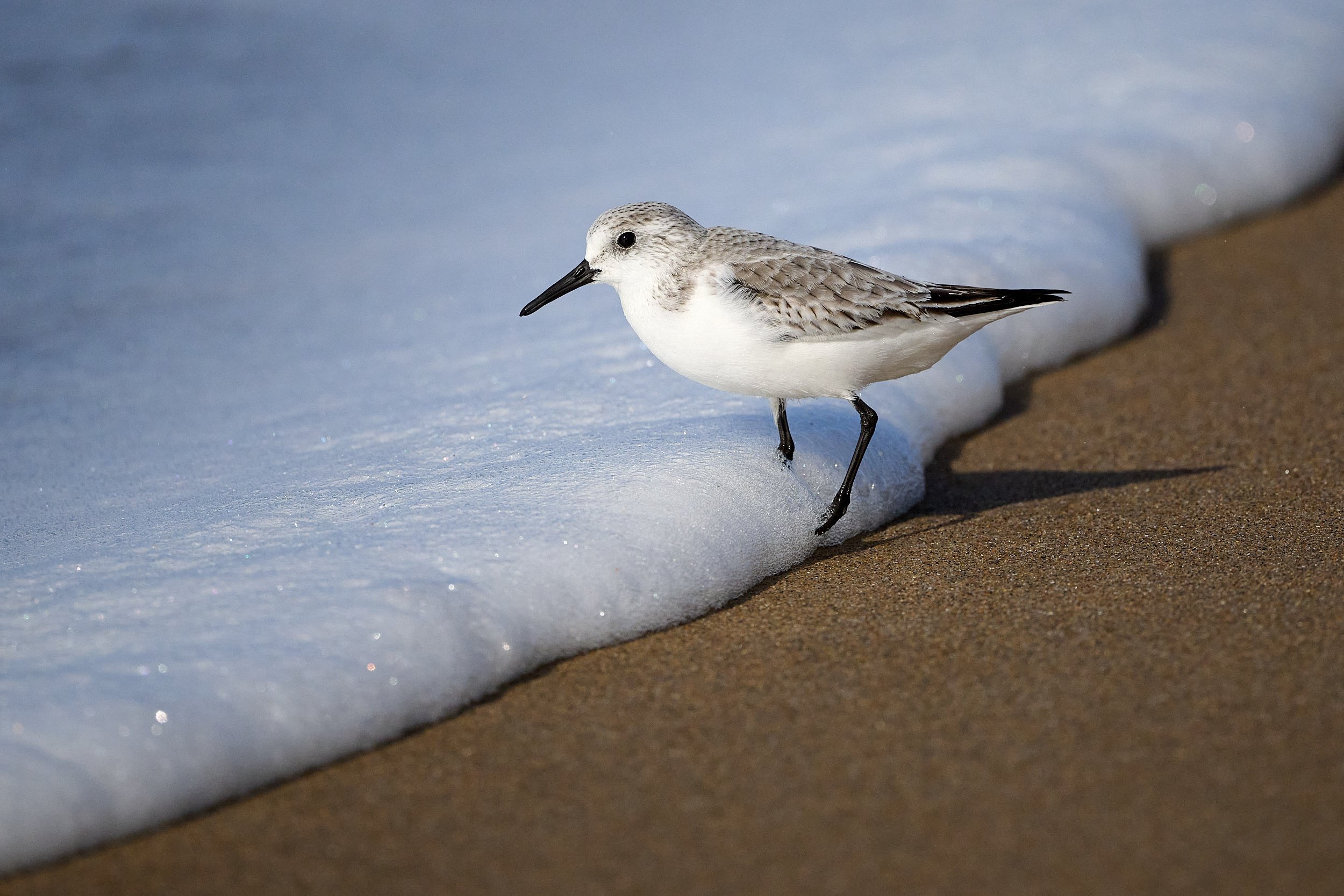 Sanderling
