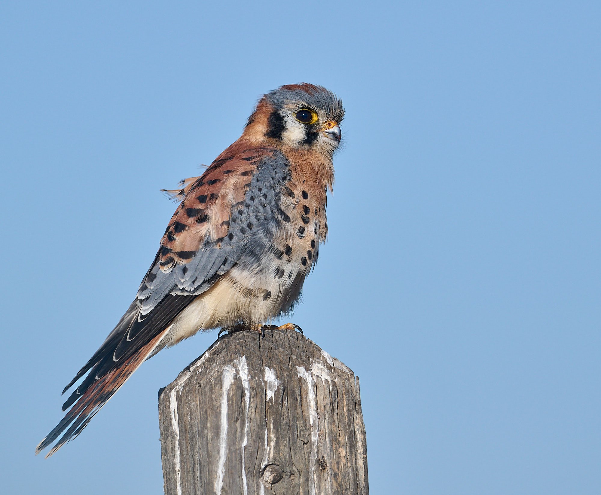 American Kestrel