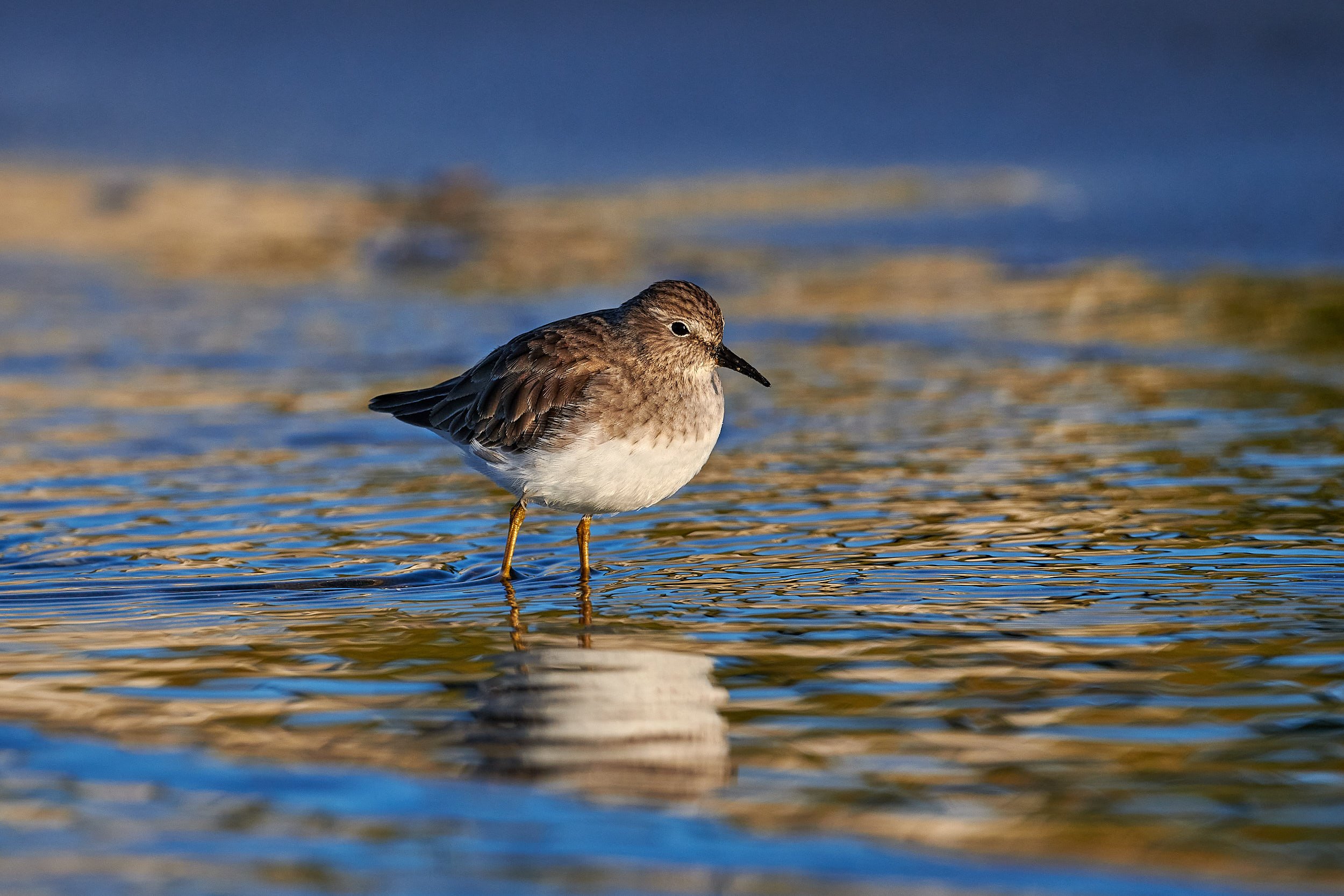 Least Sandpiper