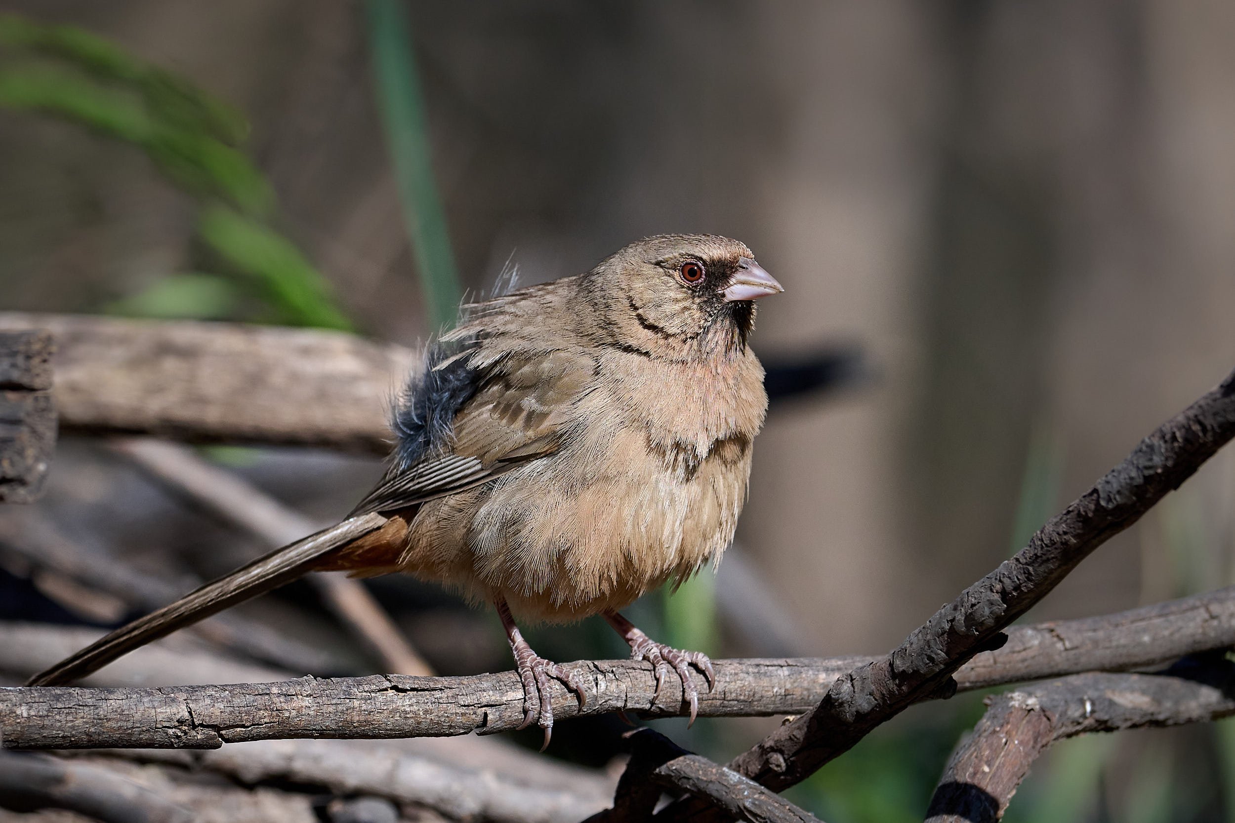 Abert's Towhee