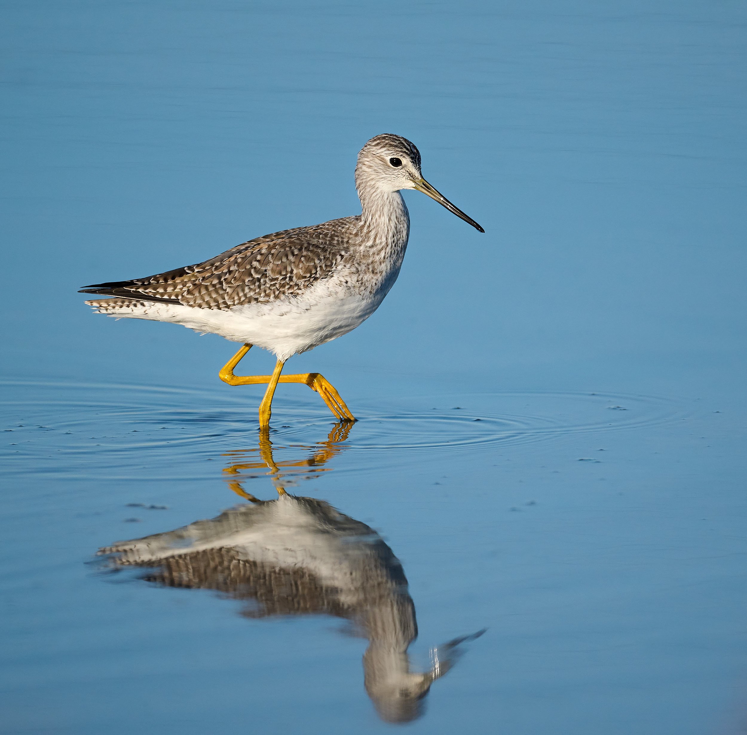 Lesser Yellowlegs