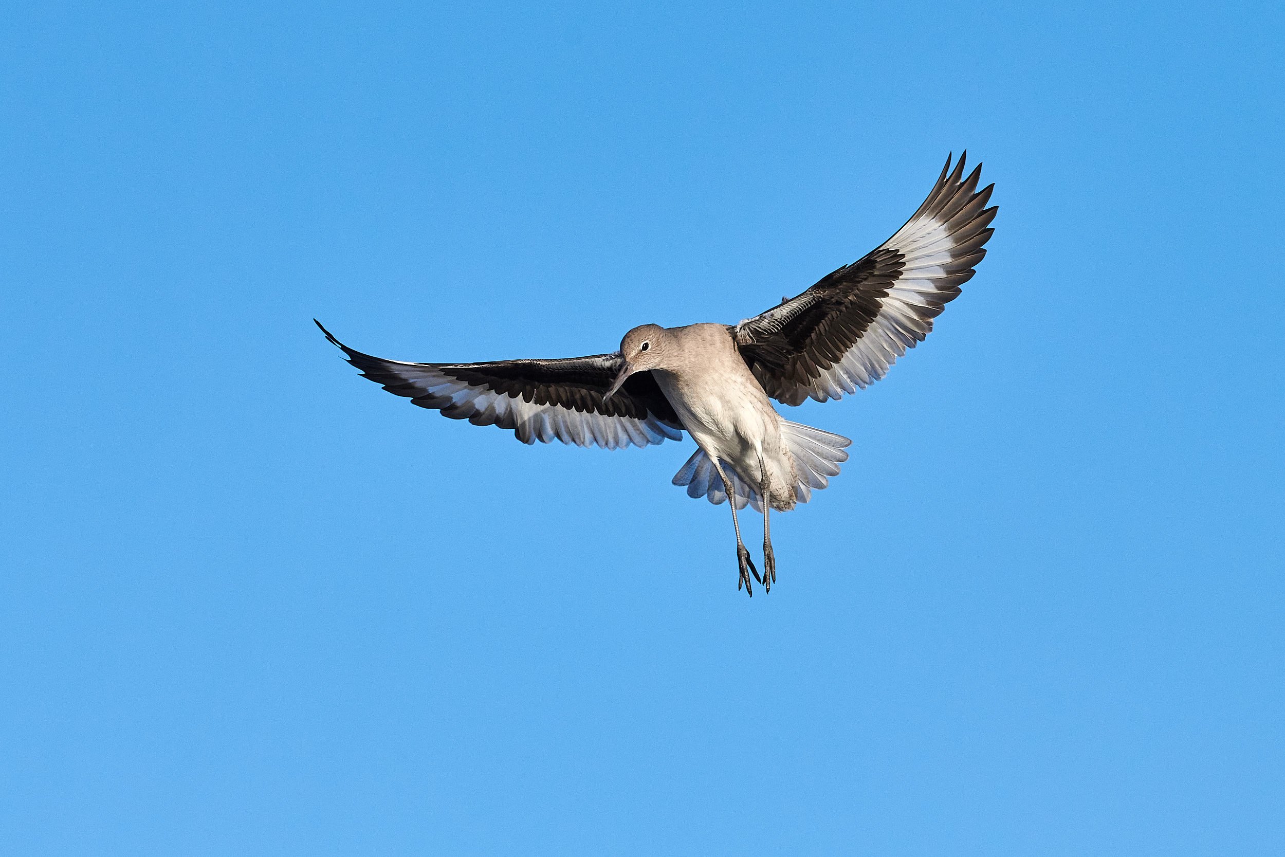 Willet