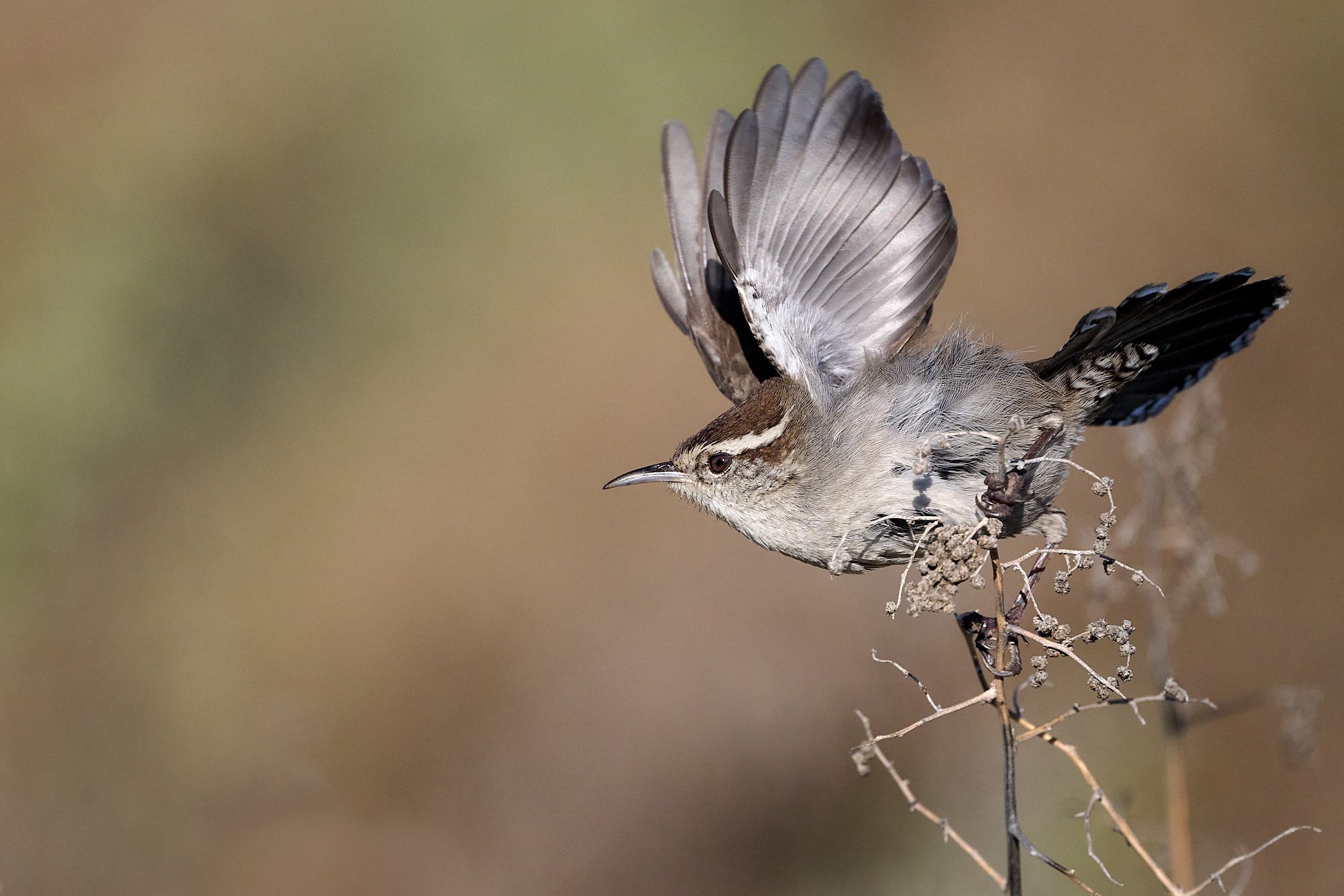Bewick's Wren