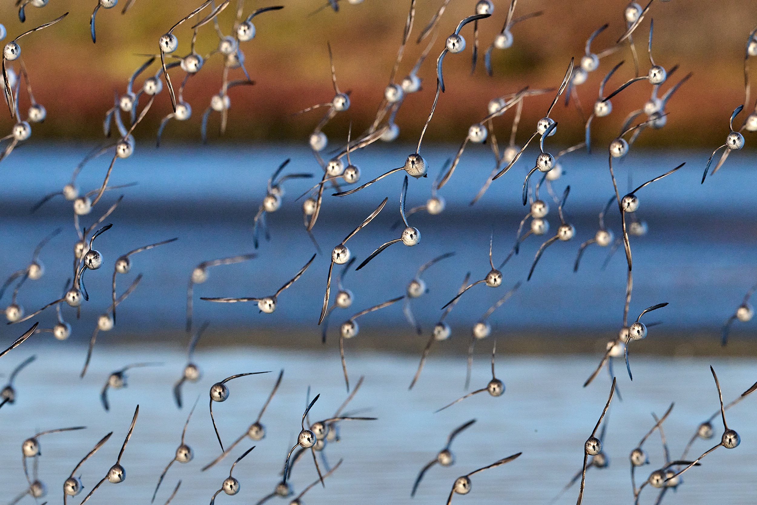 Western Sandpiper