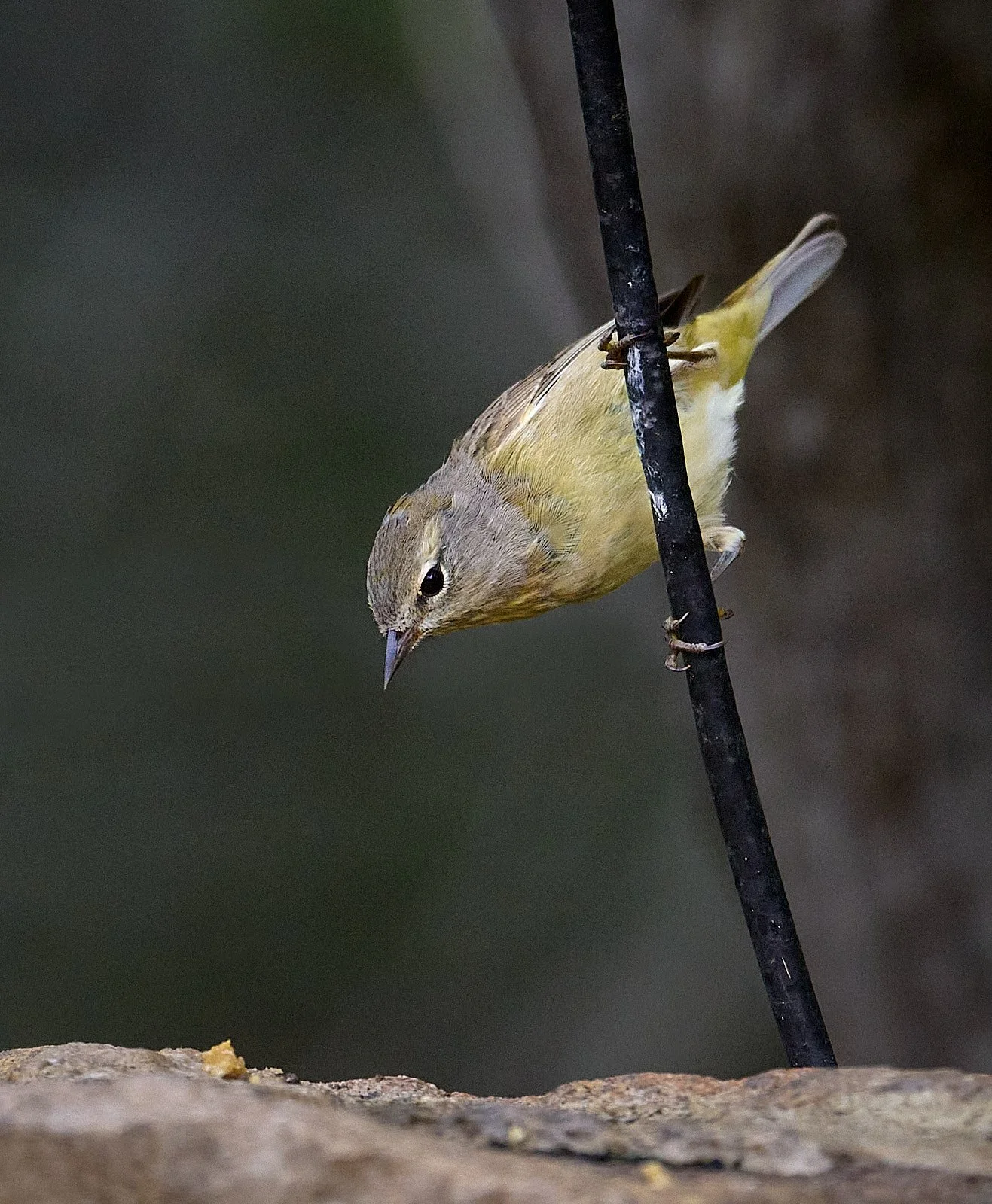 Orange-crowned Warbler