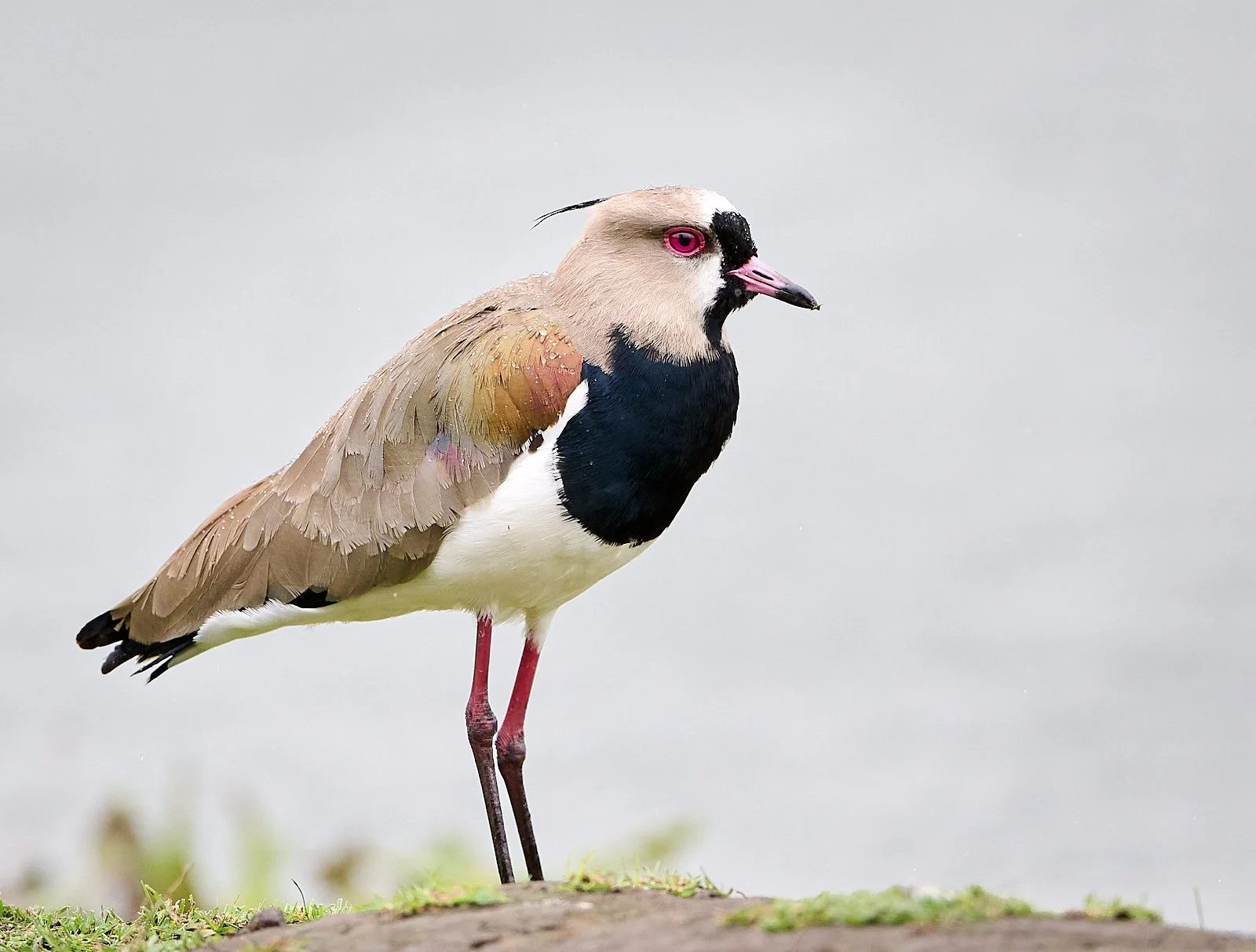 Southern Lapwing