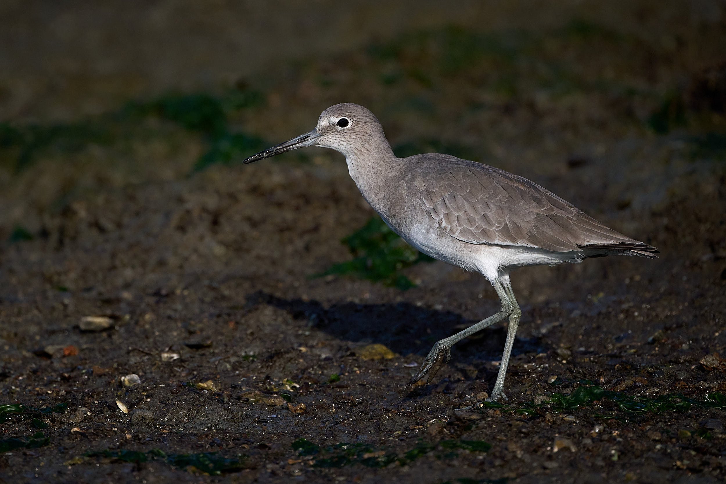 Willet