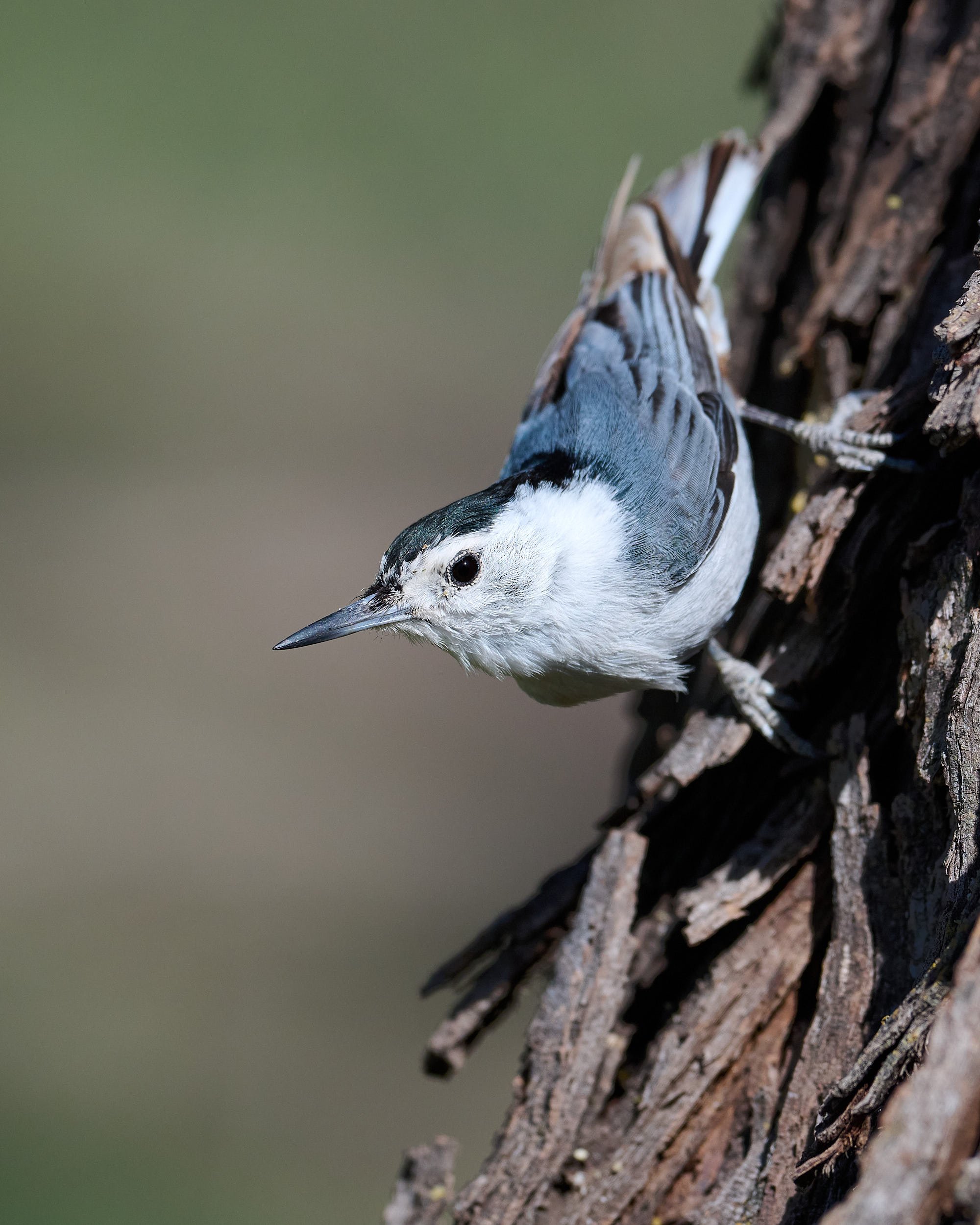 White-breasted Nuthatch