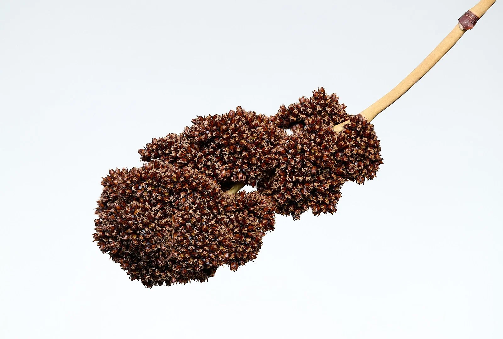 Floral ornament