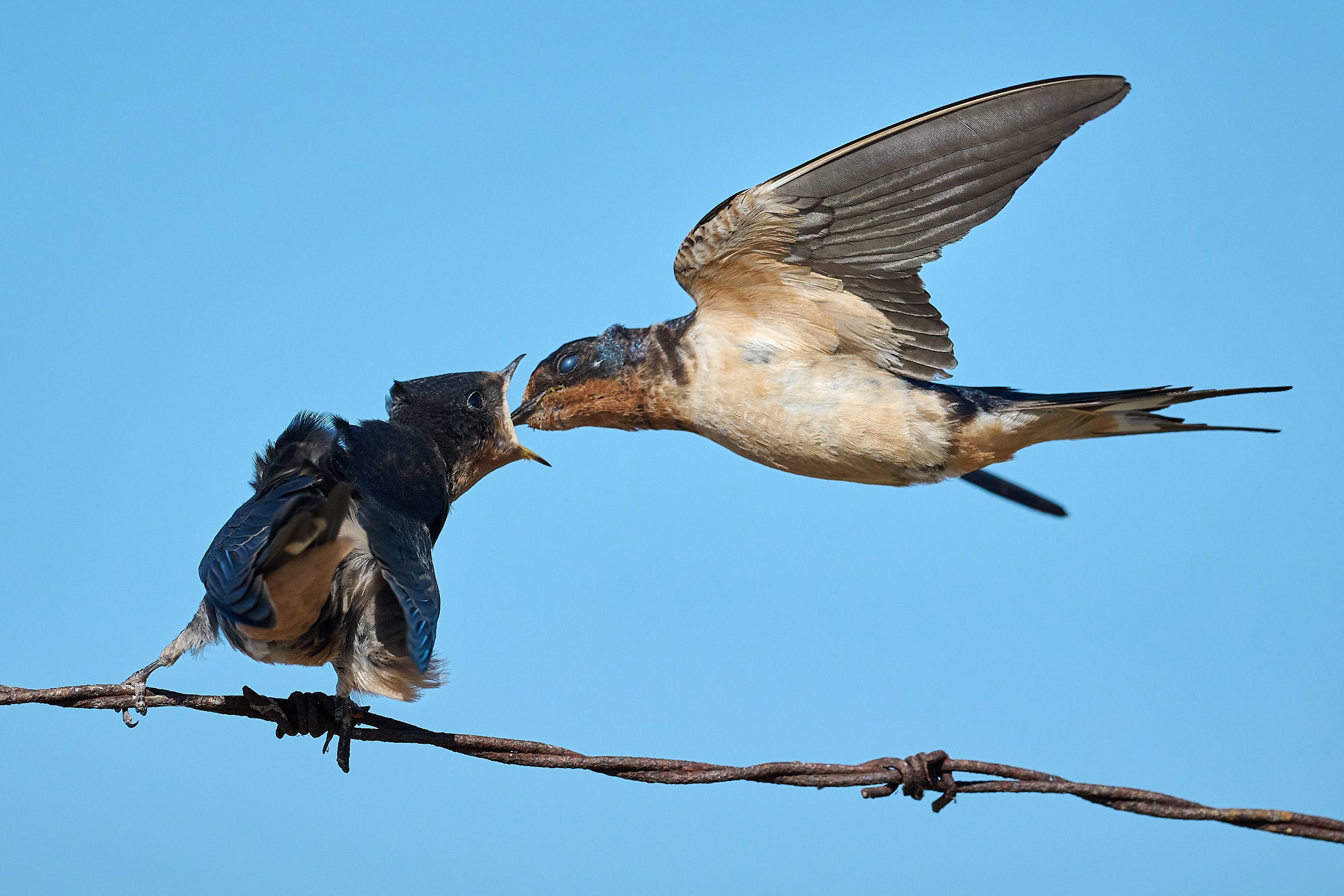 Barn Swallow