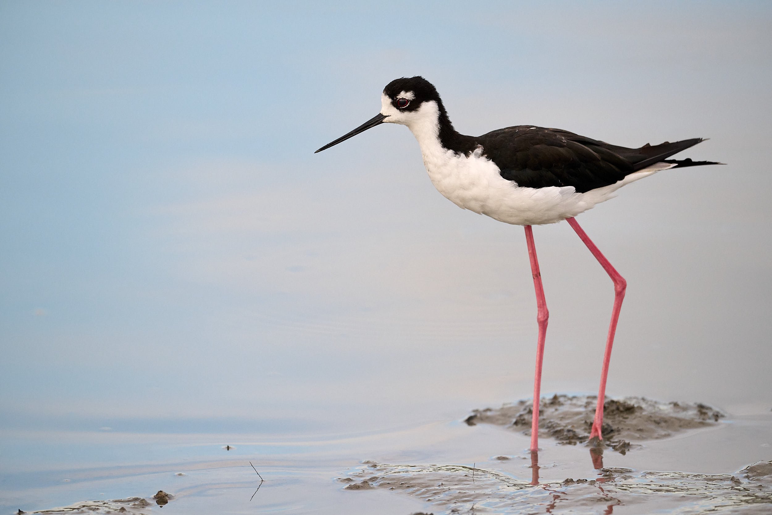 Black-necked Stilt