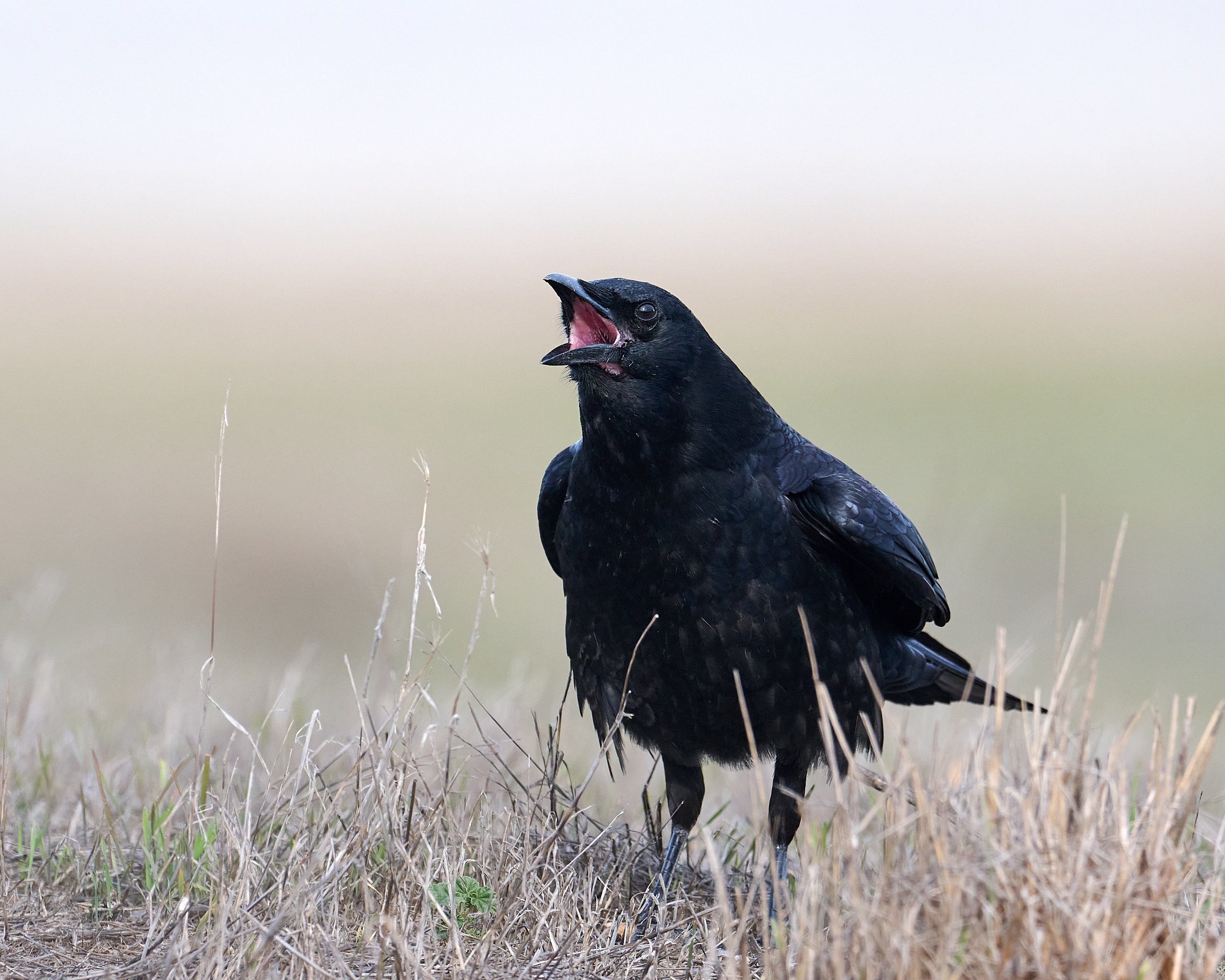 American Crow