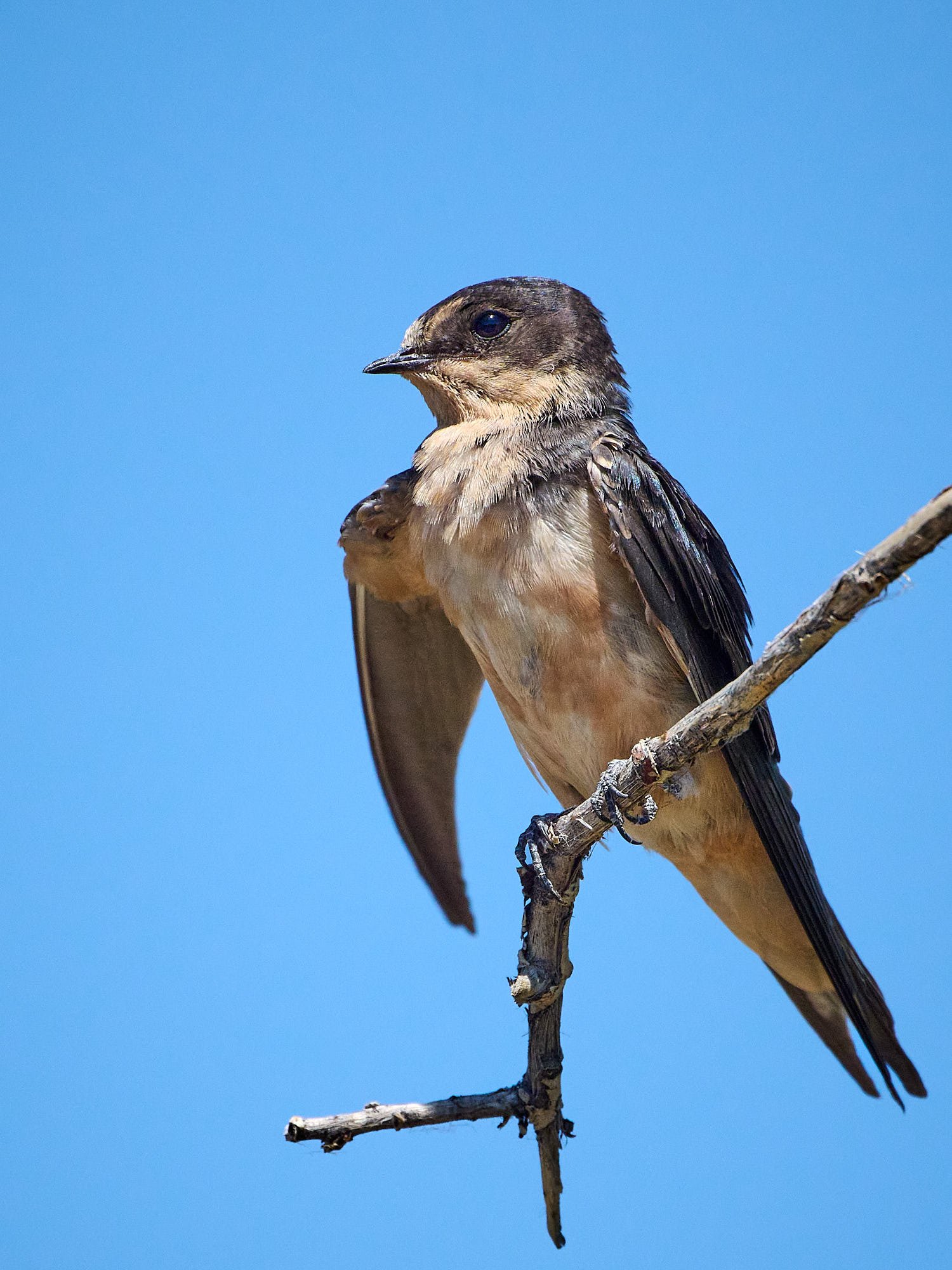 Cliff Swallow
