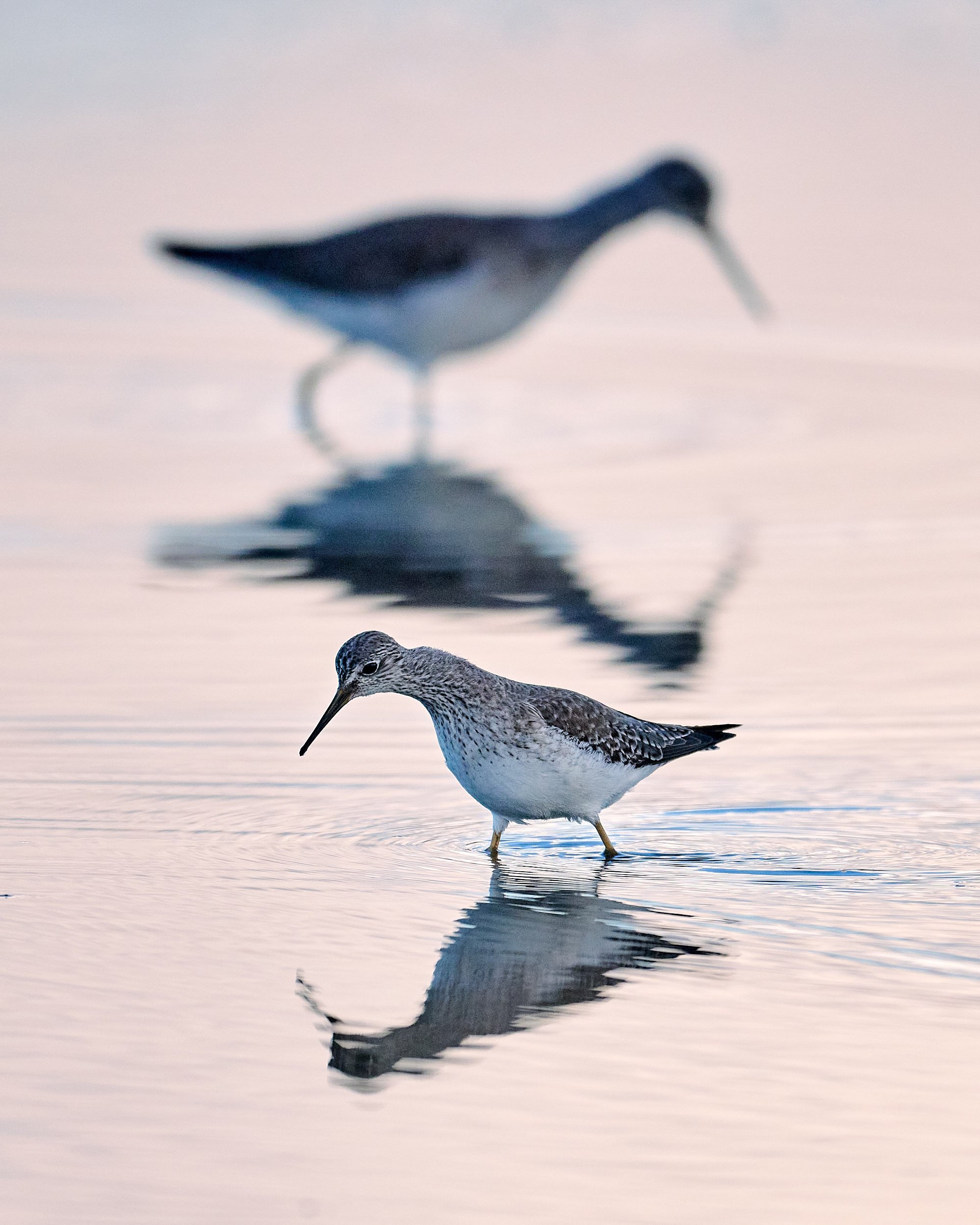 Lesser & Greater Yellowlegs