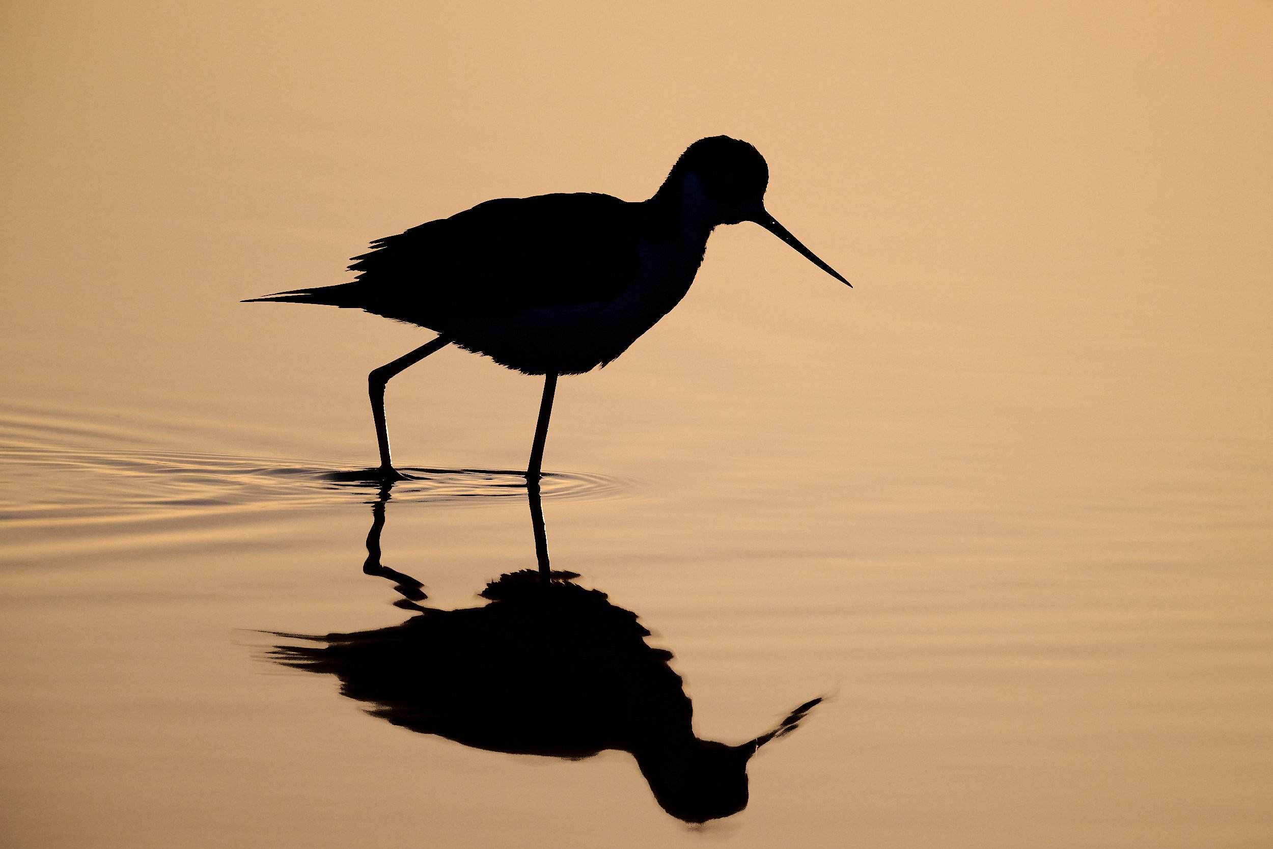 Black-necked Stilt