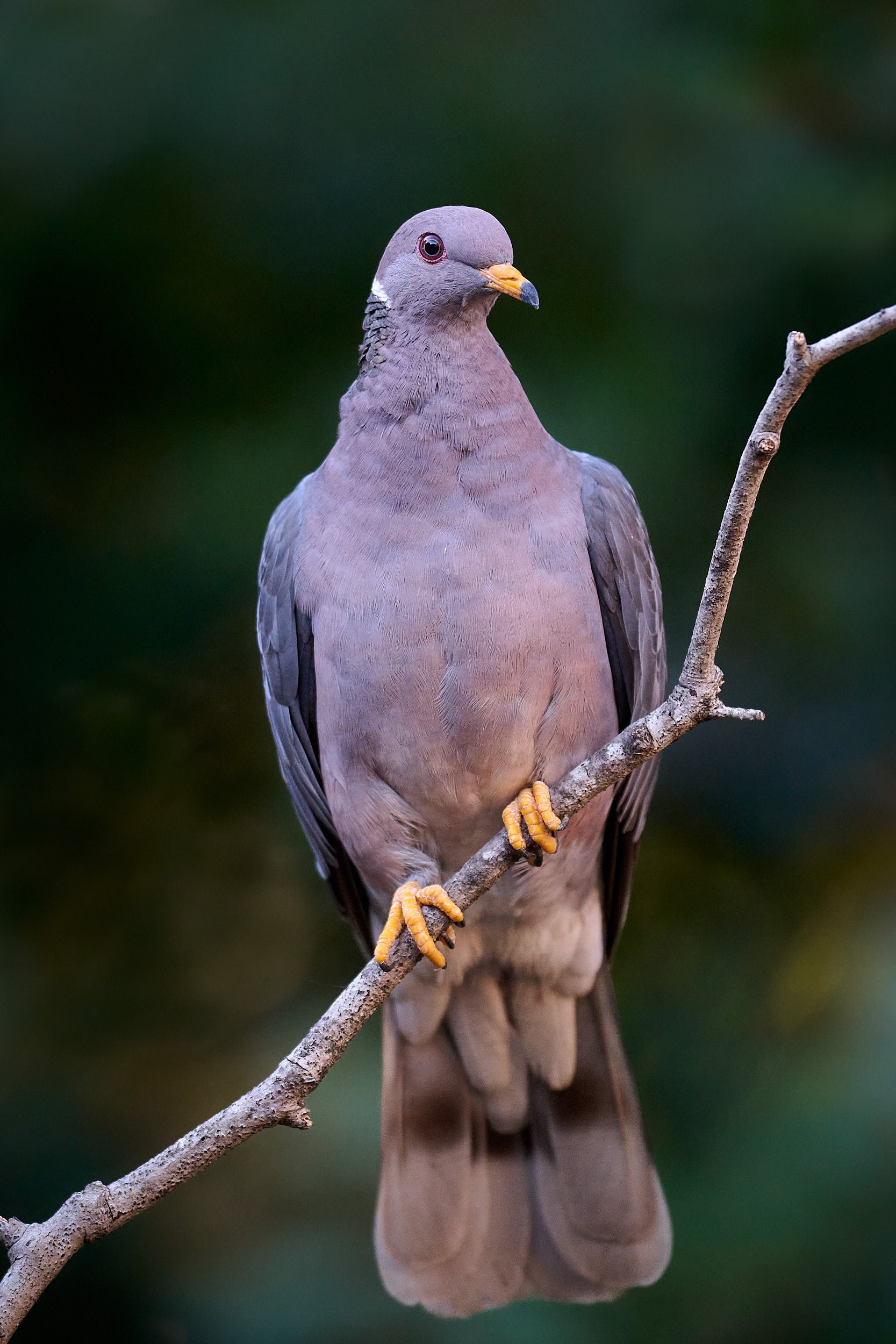 Band-tailed Pigeon