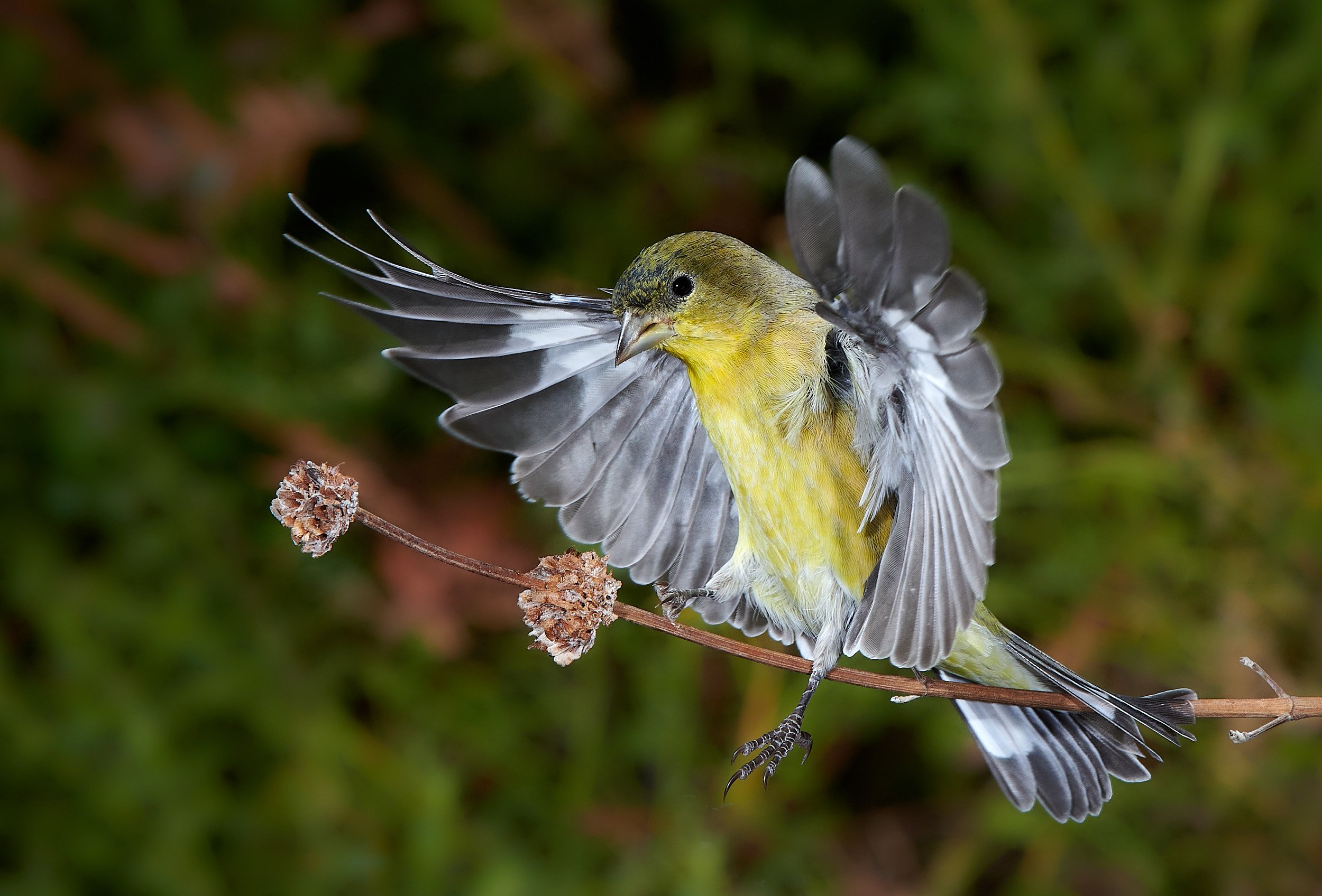 Lesser Goldfinch