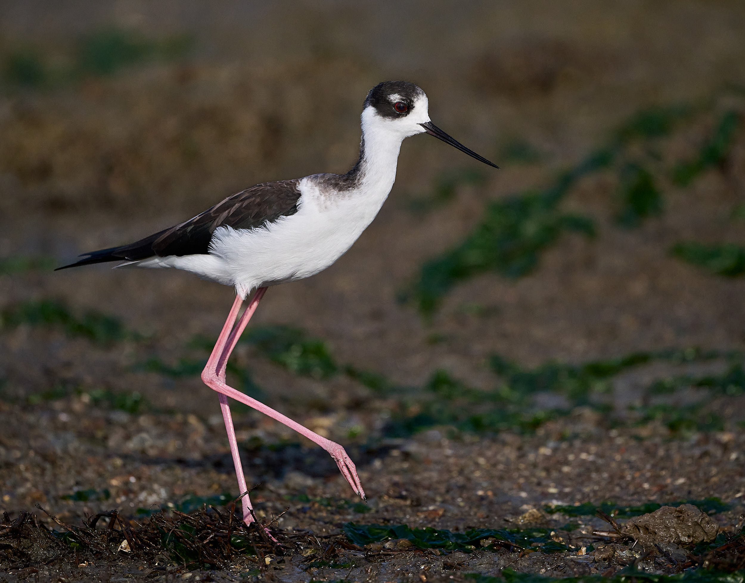 Black-necked Stilt