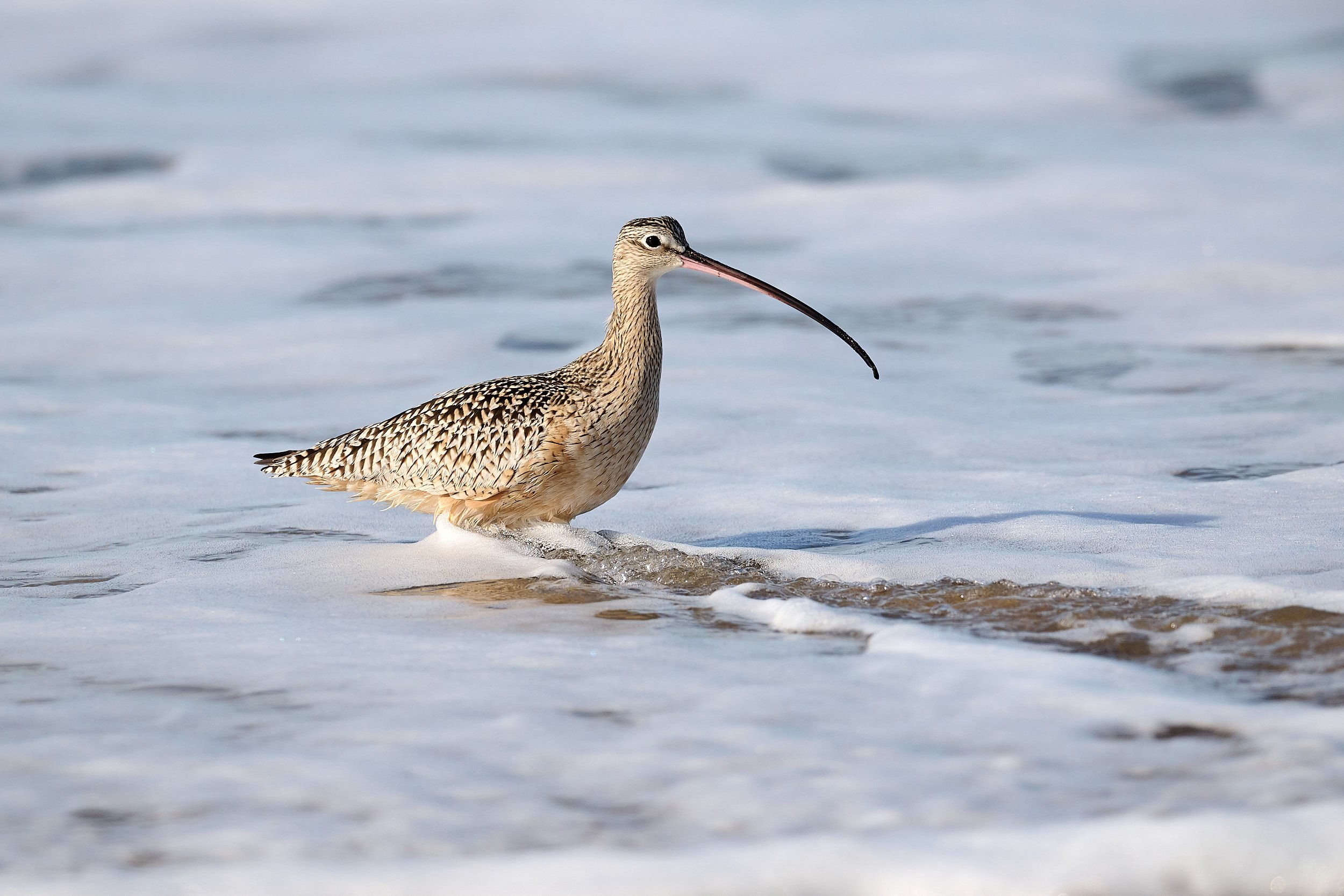 Long-billed Curlew