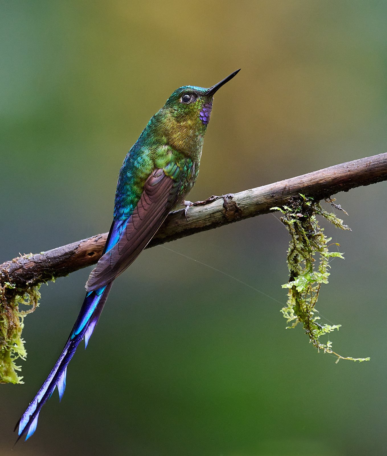 Ecuador: Andes & Amazon Basin, 2026