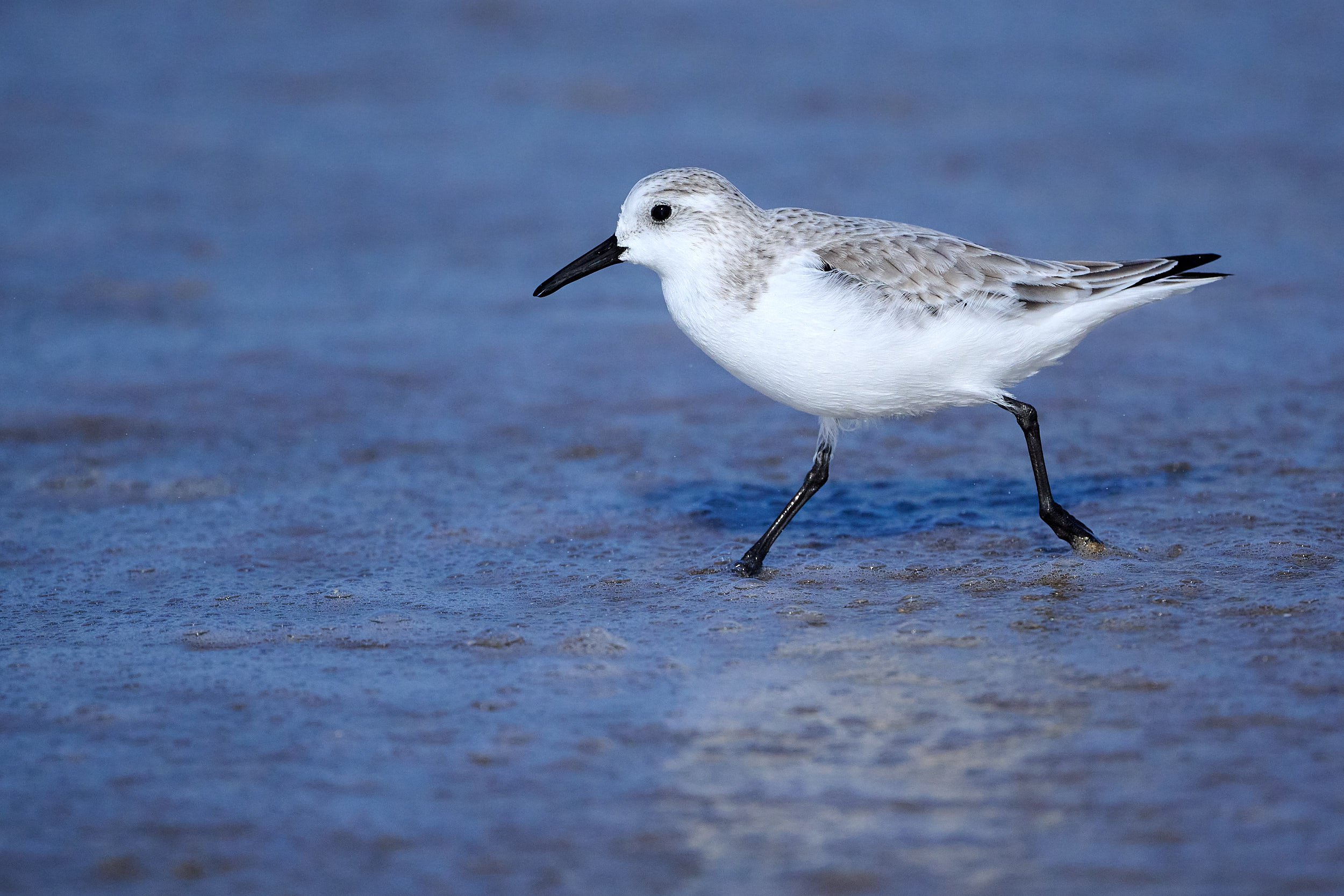 Sanderling